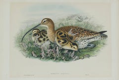 Eurasian Curlew (Numenius Arquata)