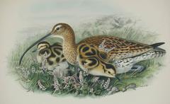 Eurasian Curlew (Numenius Arquata)