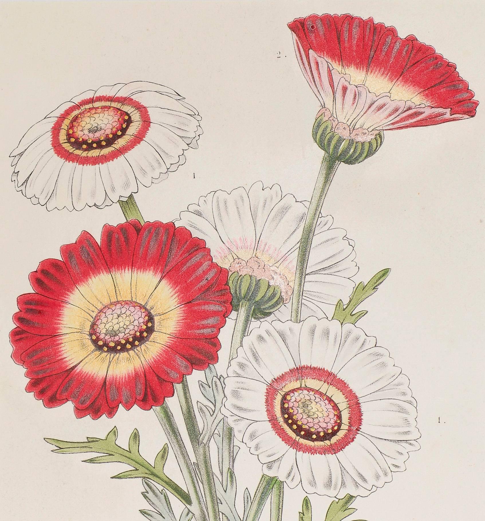 Chrysanthemum Carinatum / Chrysanthemum Tricolor - Print by Unknown