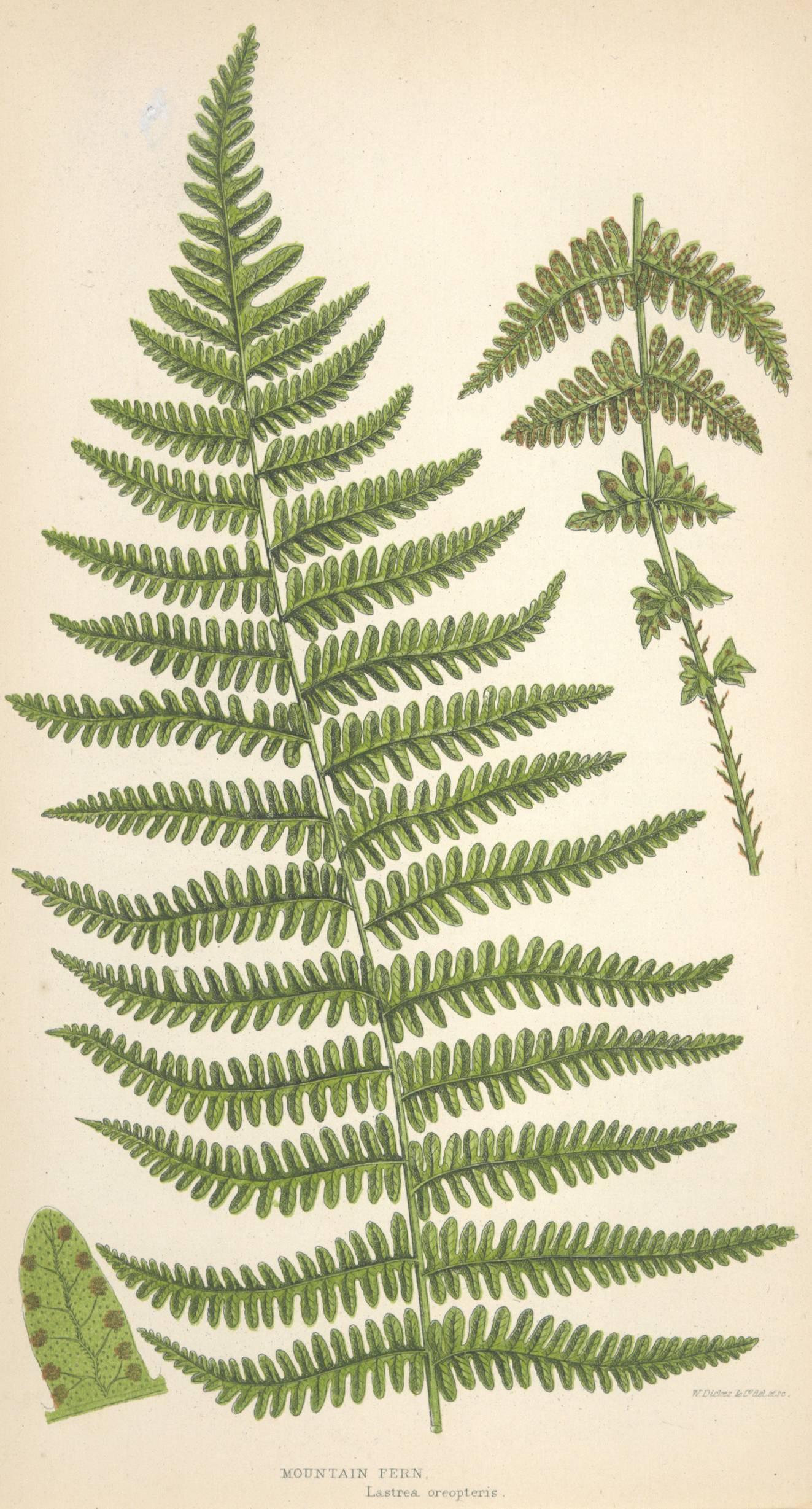 Mountain and Holly Fern - Naturalistic Print by Unknown