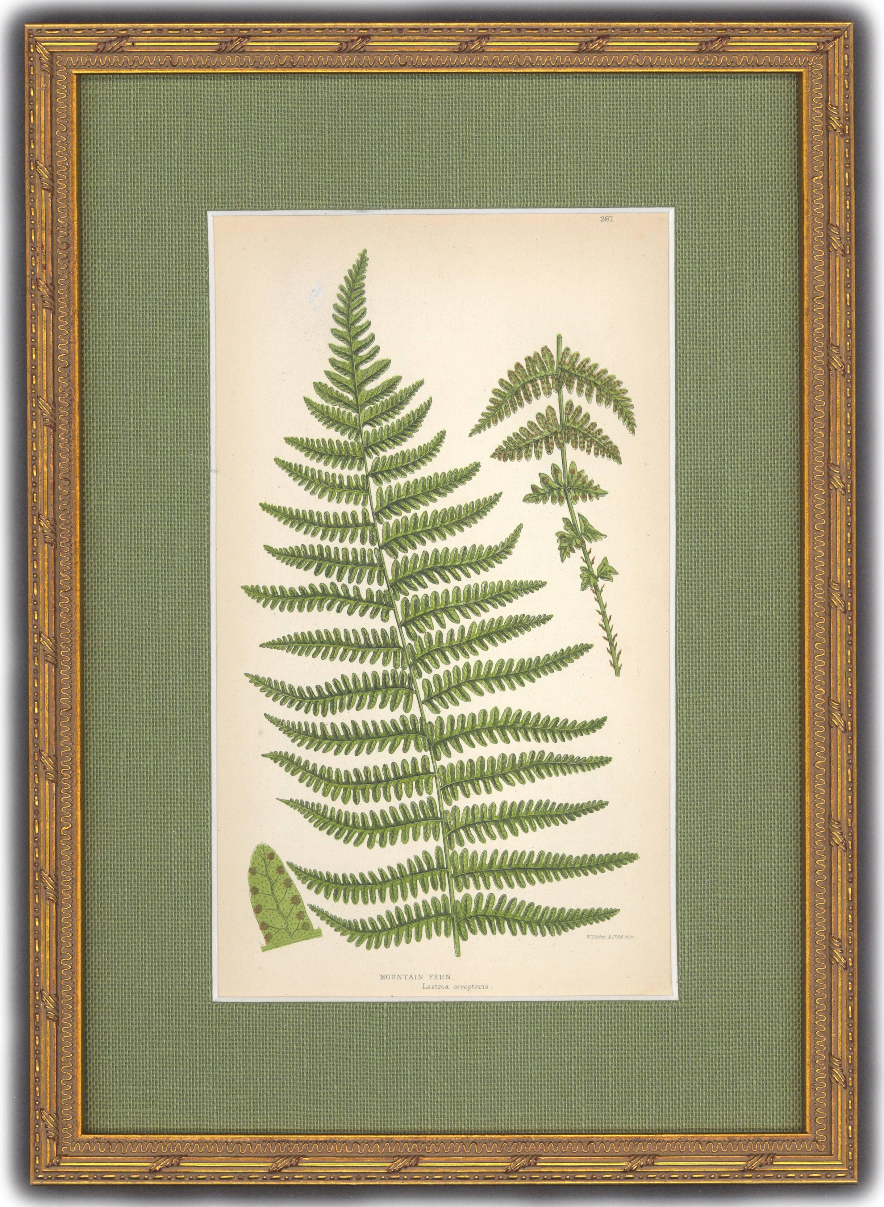 Mountain and Holly Fern - Print by Unknown
