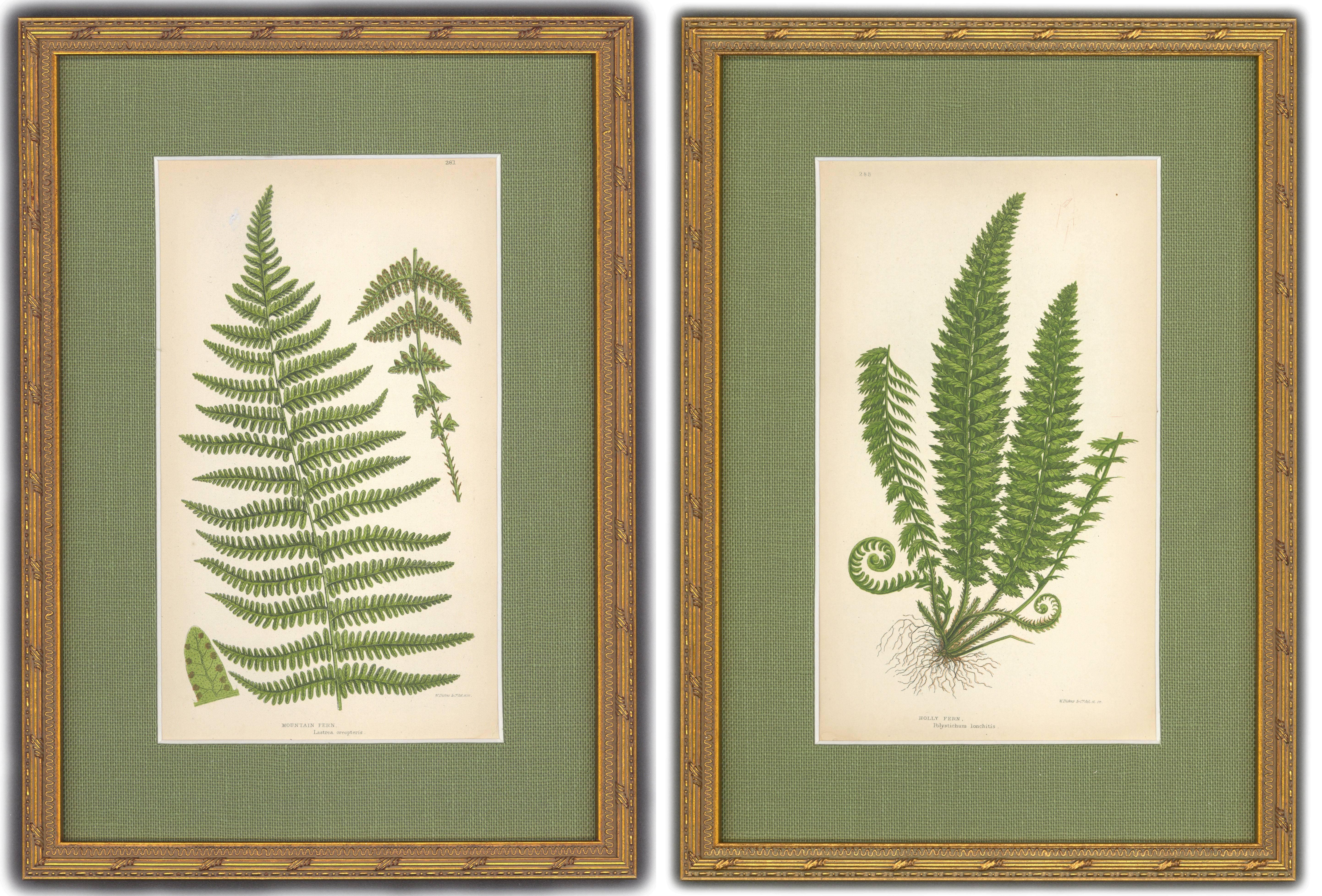 Unknown Still-Life Print - Mountain and Holly Fern