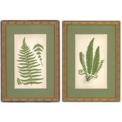 Mountain and Holly Fern 11
