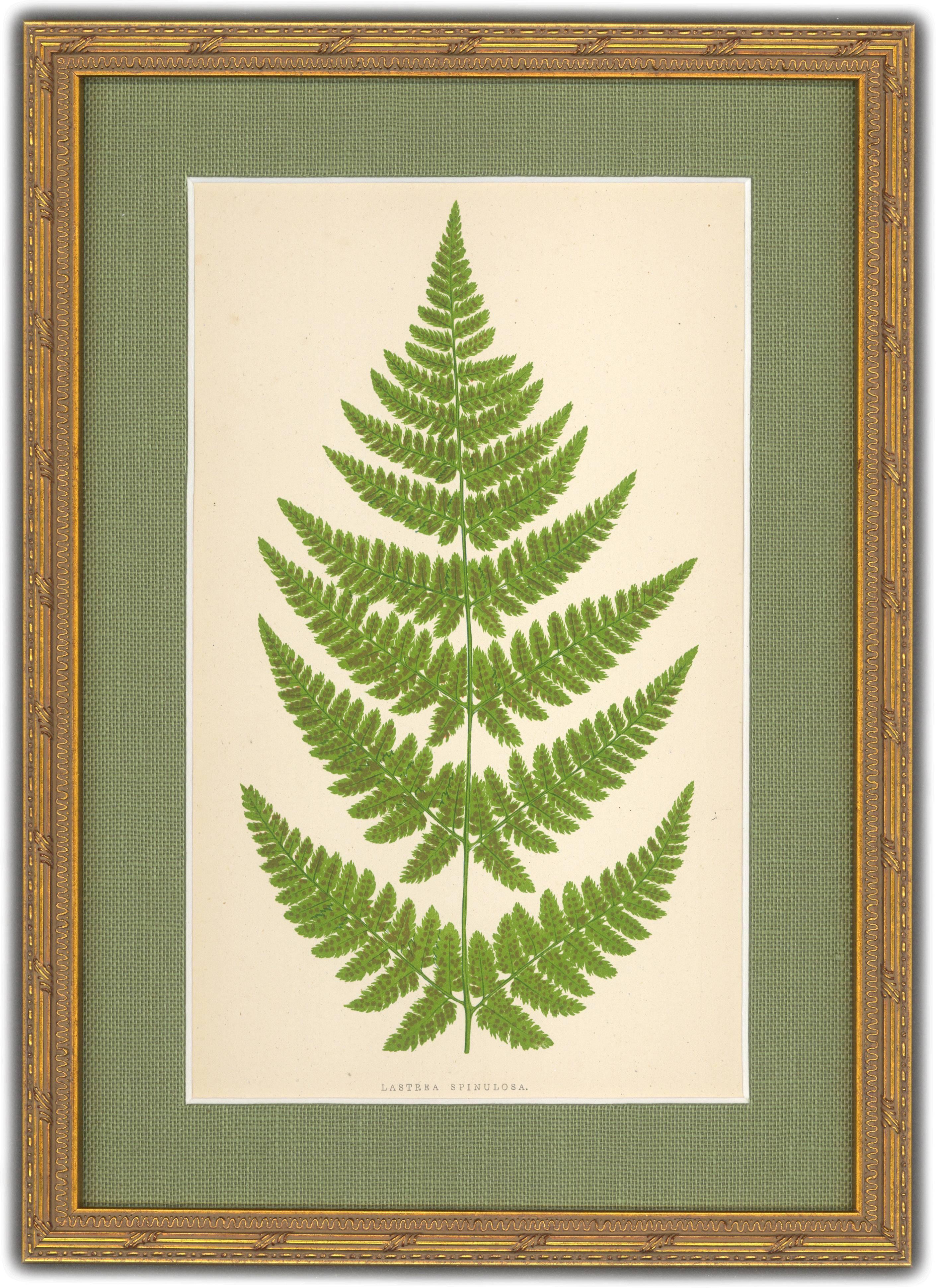 Polystichum Angulare and Lastrea Spinulosa - Brown Still-Life Print by Unknown
