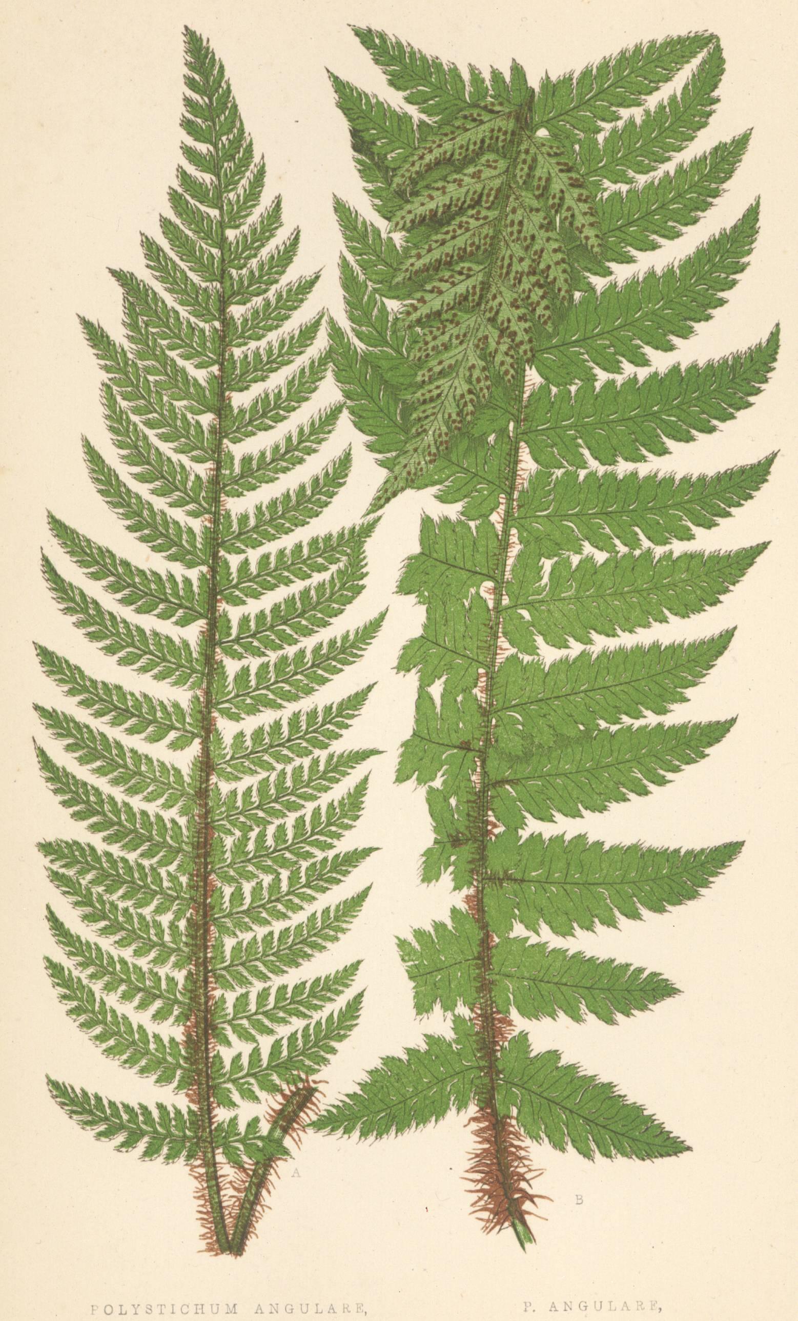 Polystichum Angulare and Lastrea Spinulosa - Naturalistic Print by Unknown