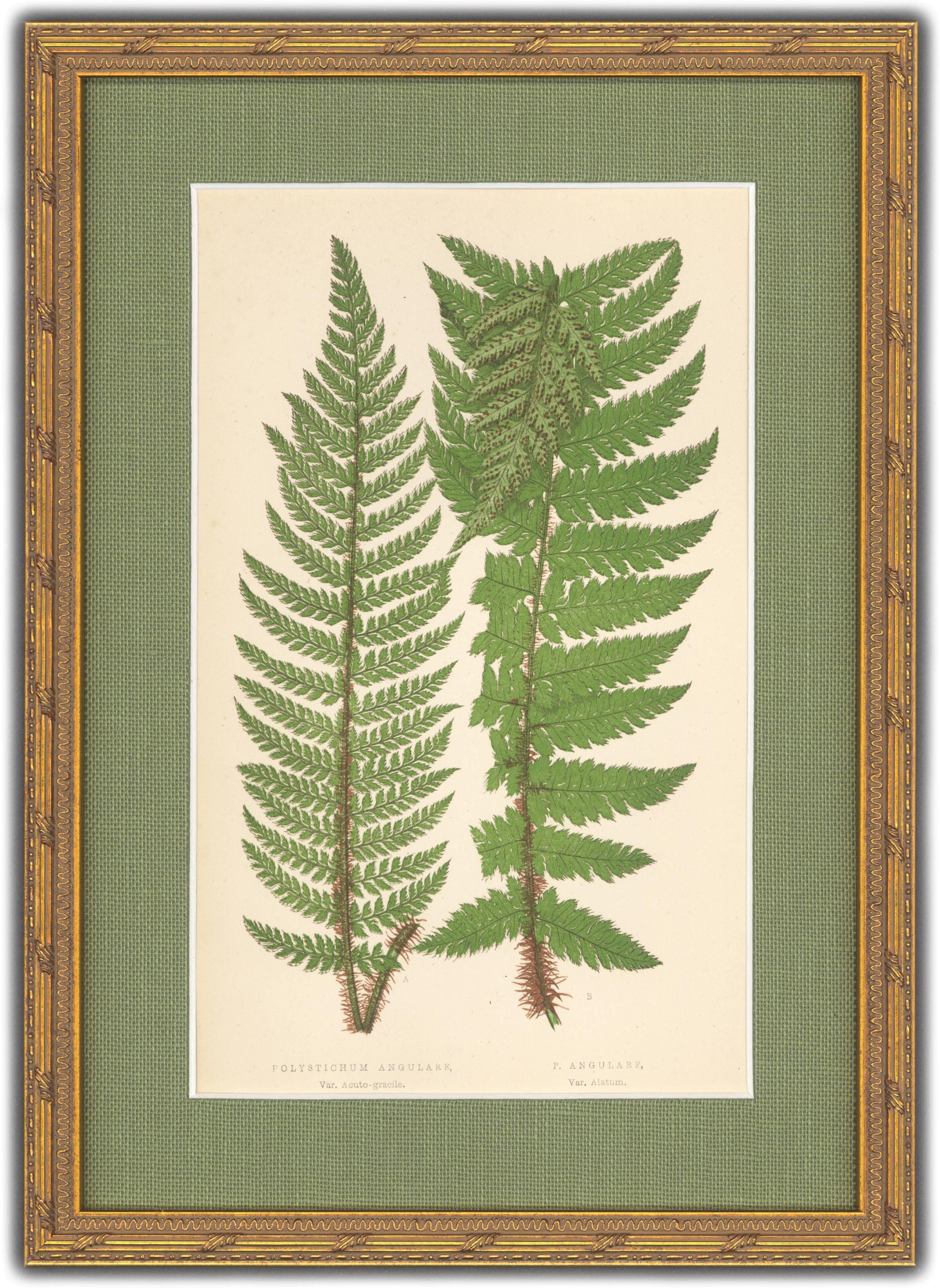 Polystichum Angulare and Lastrea Spinulosa - Print by Unknown