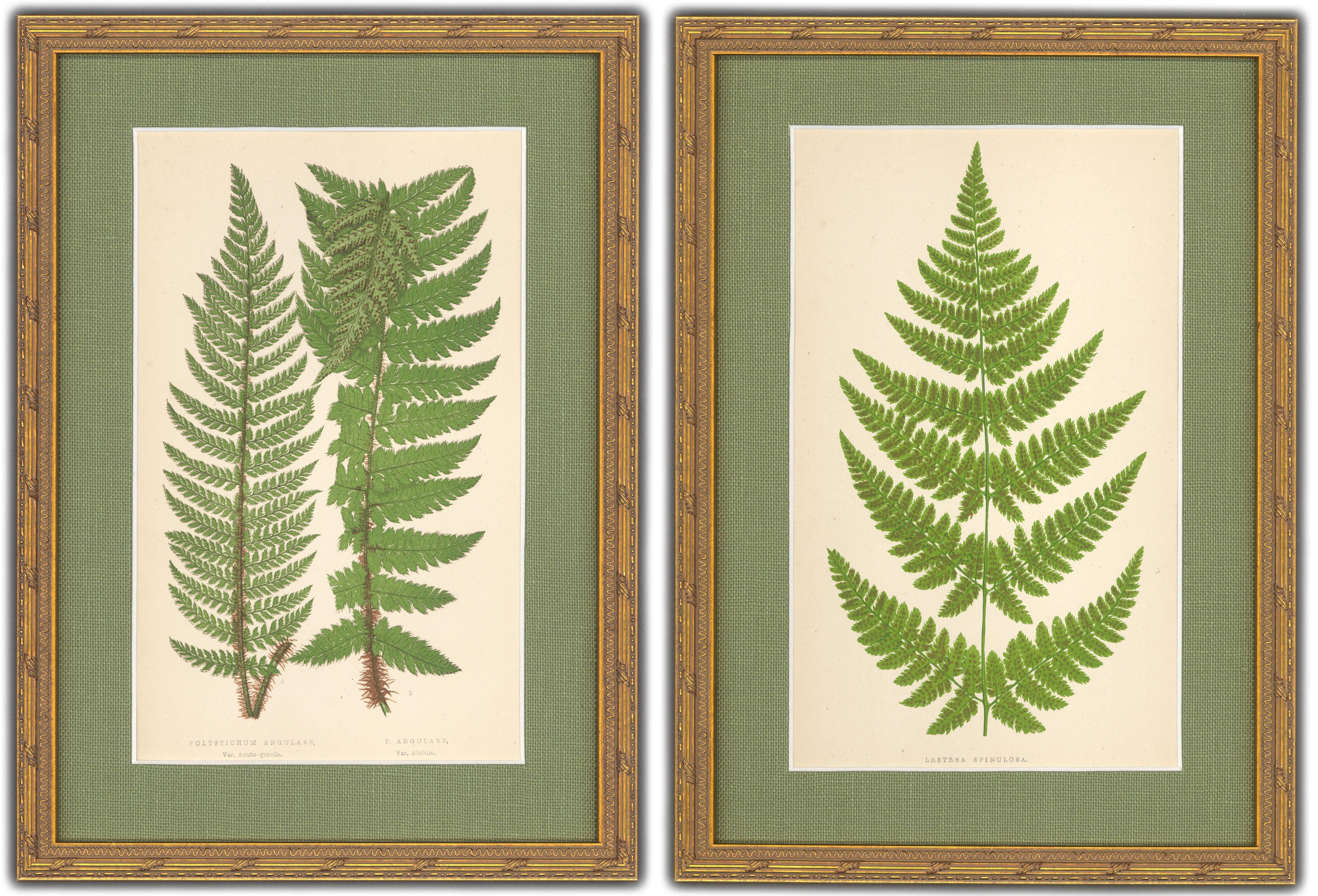 Unknown Still-Life Print - Polystichum Angulare and Lastrea Spinulosa