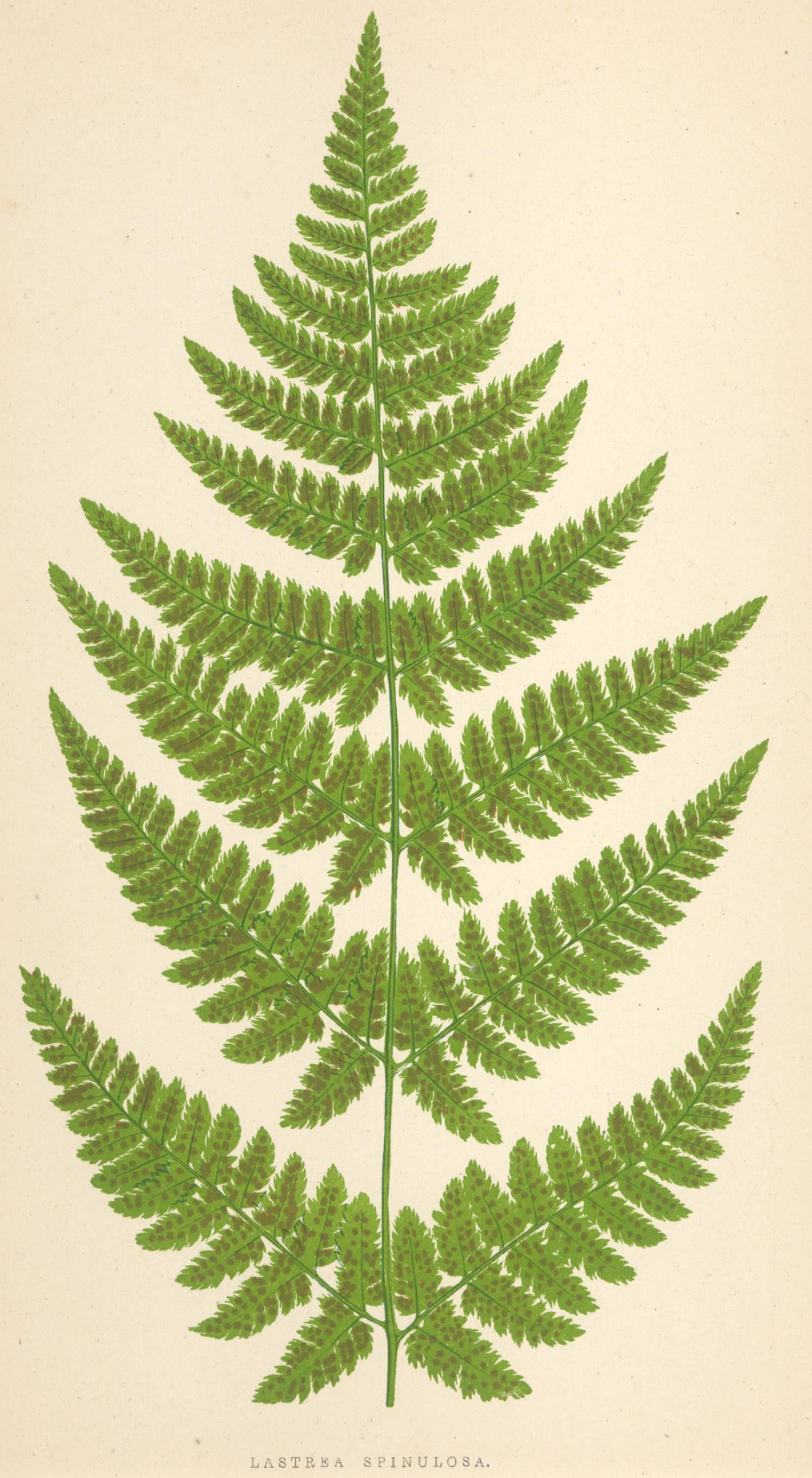 Polystichum Angulare (Var. Acuto-gracile and Alatum) and Lastrea Spinulosa chromolithographs of from the classic botanical text "Our Native Ferns, or History of the British Species and Varieties" by E.J. Lowe, 1867. Framed with an