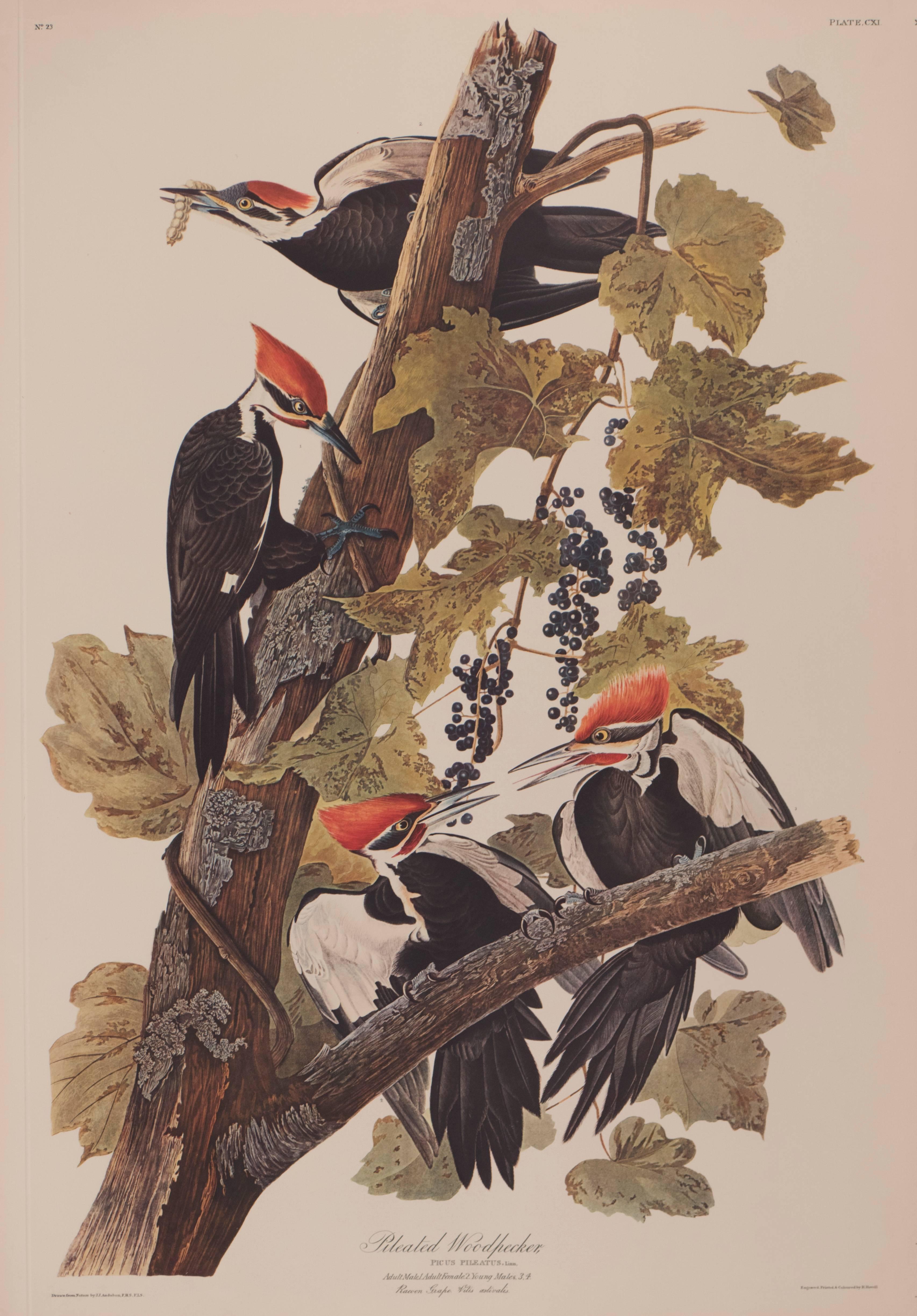John James Audubon Animal Print - Pileated Woodpecker by Audubon