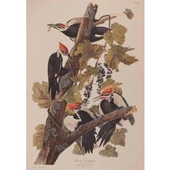 Pileated Woodpecker by Audubon 3