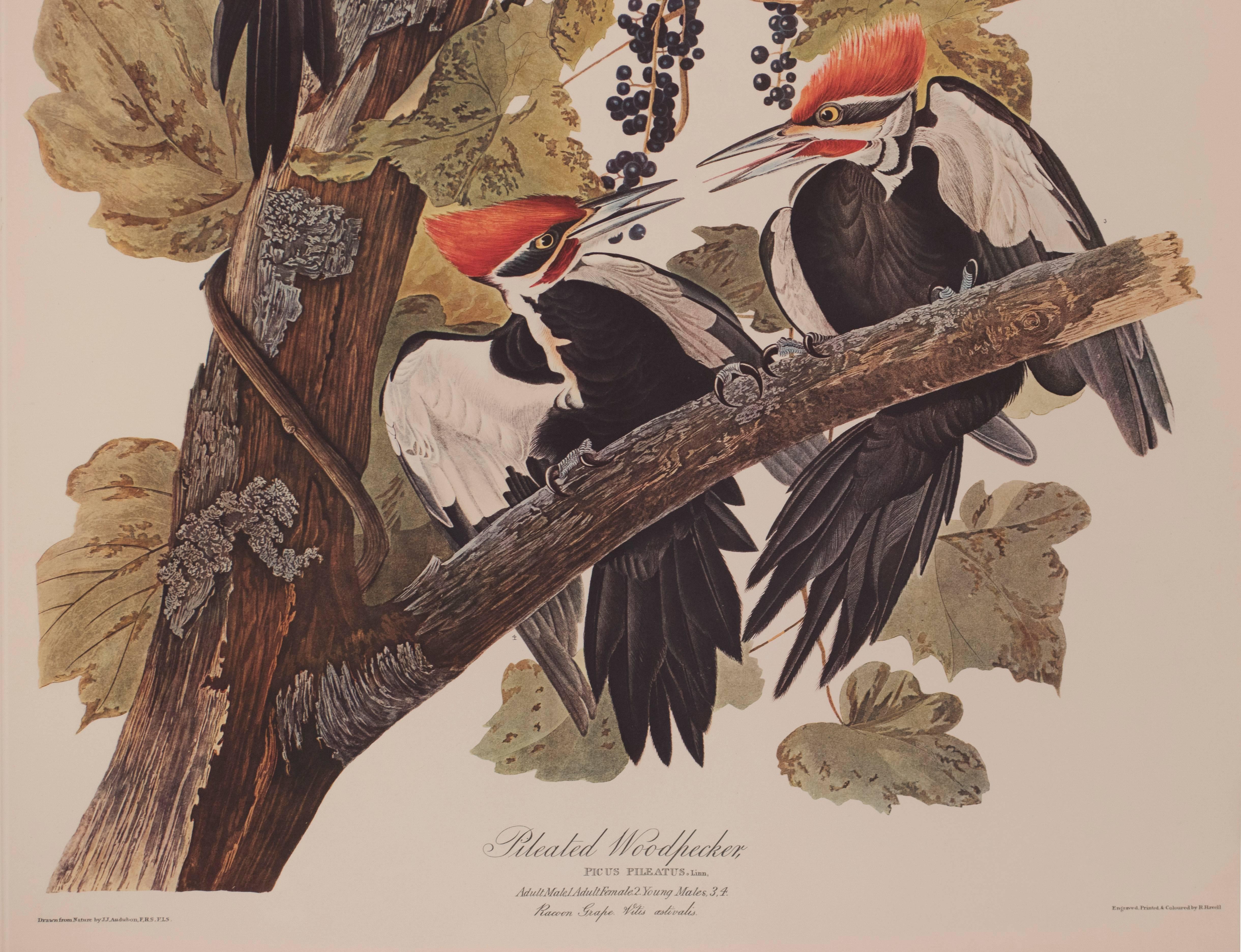 Pileated Woodpecker by Audubon - Print by John James Audubon