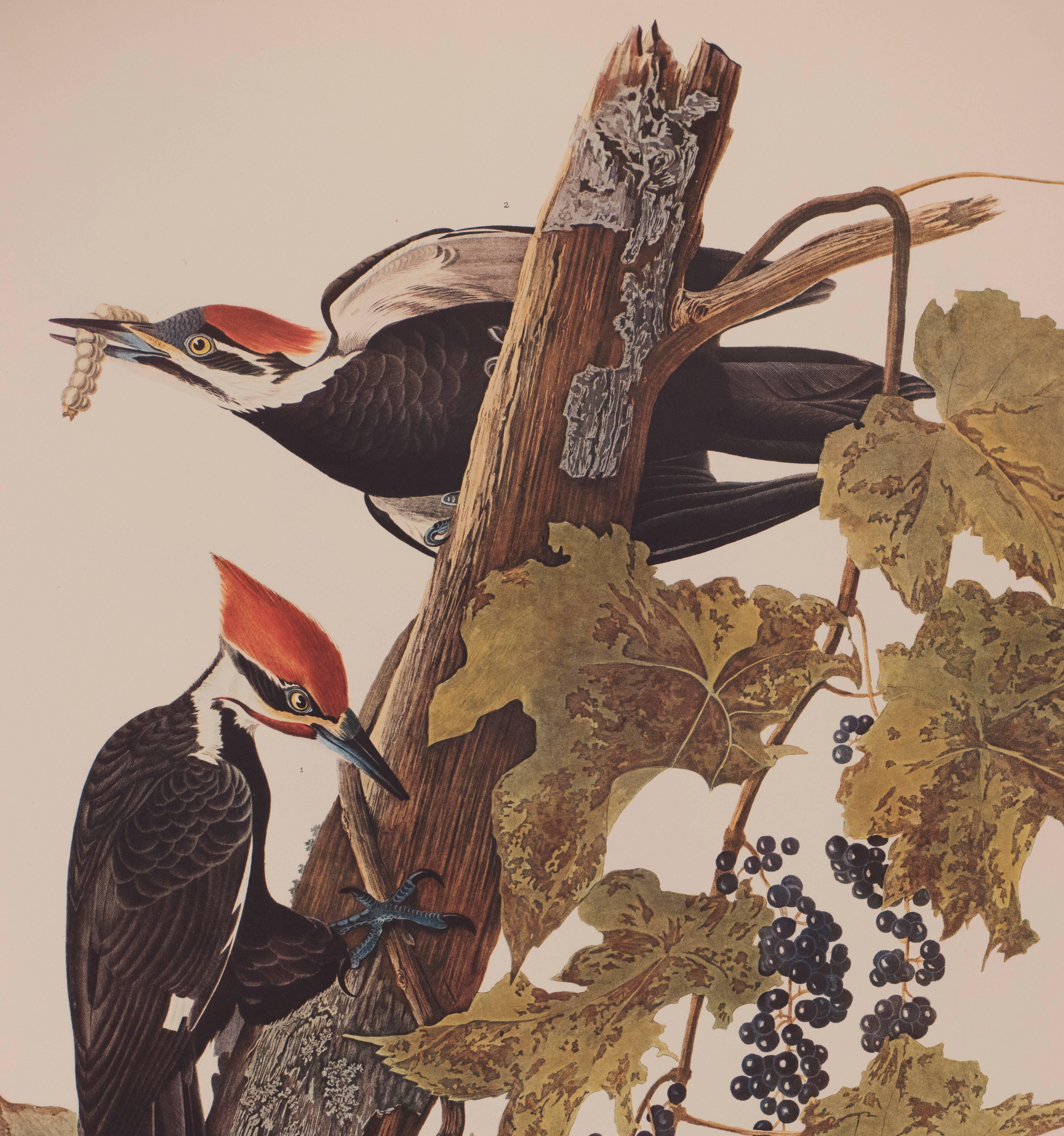 audubon pileated woodpecker print
