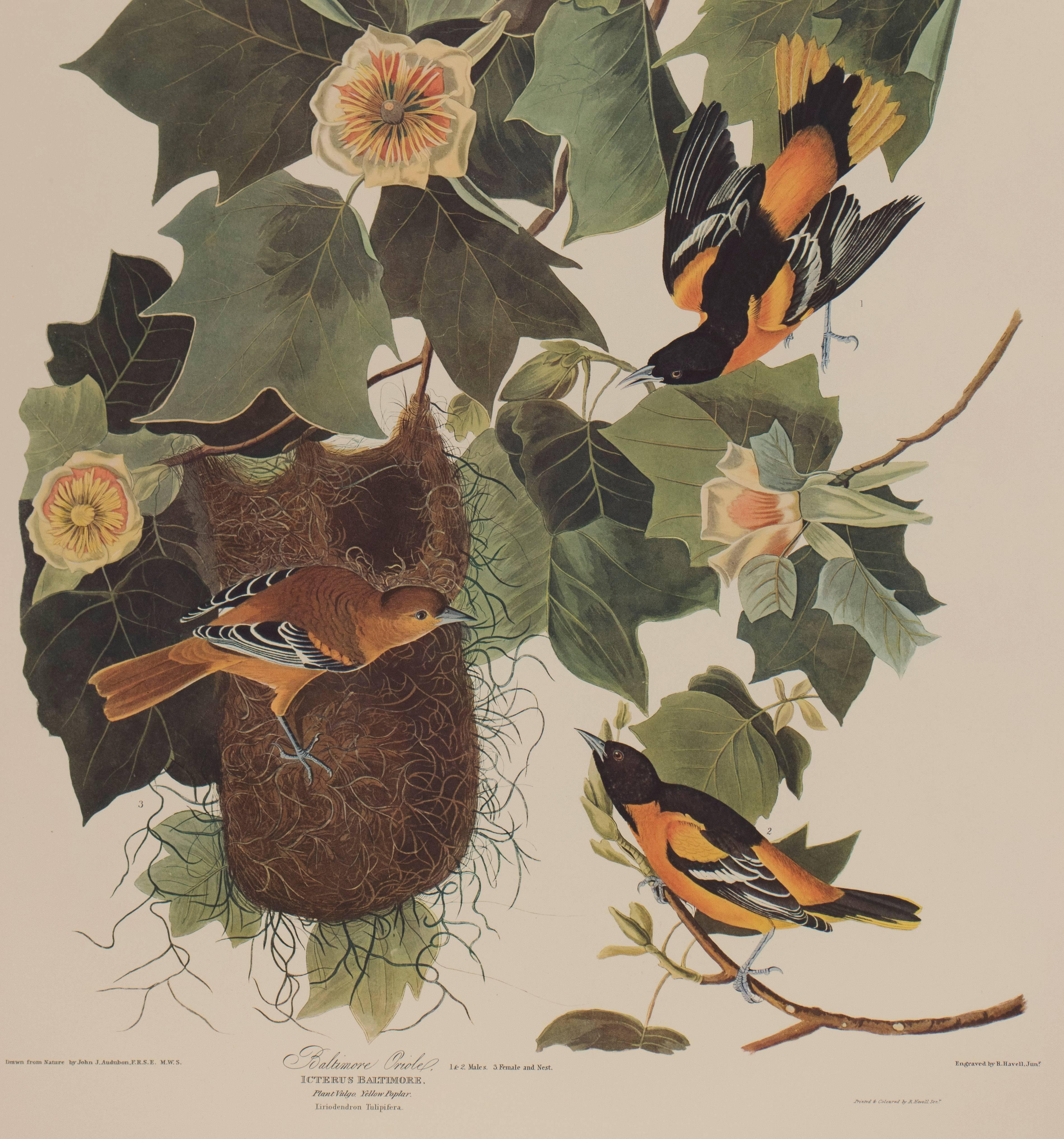 Baltimore Oriole by Audubon  - Print by John James Audubon