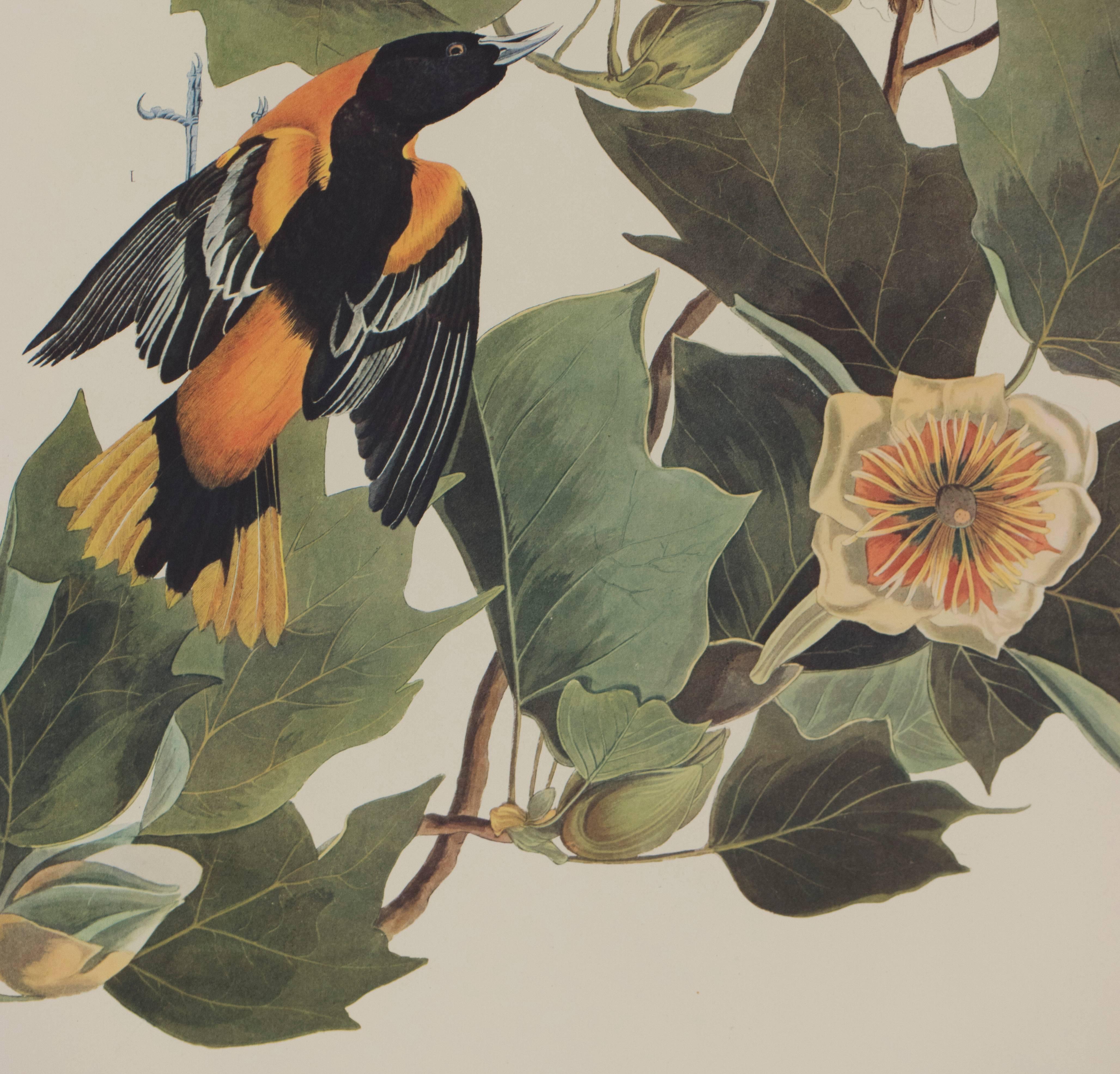 Baltimore Oriole by Audubon  - Naturalistic Print by John James Audubon