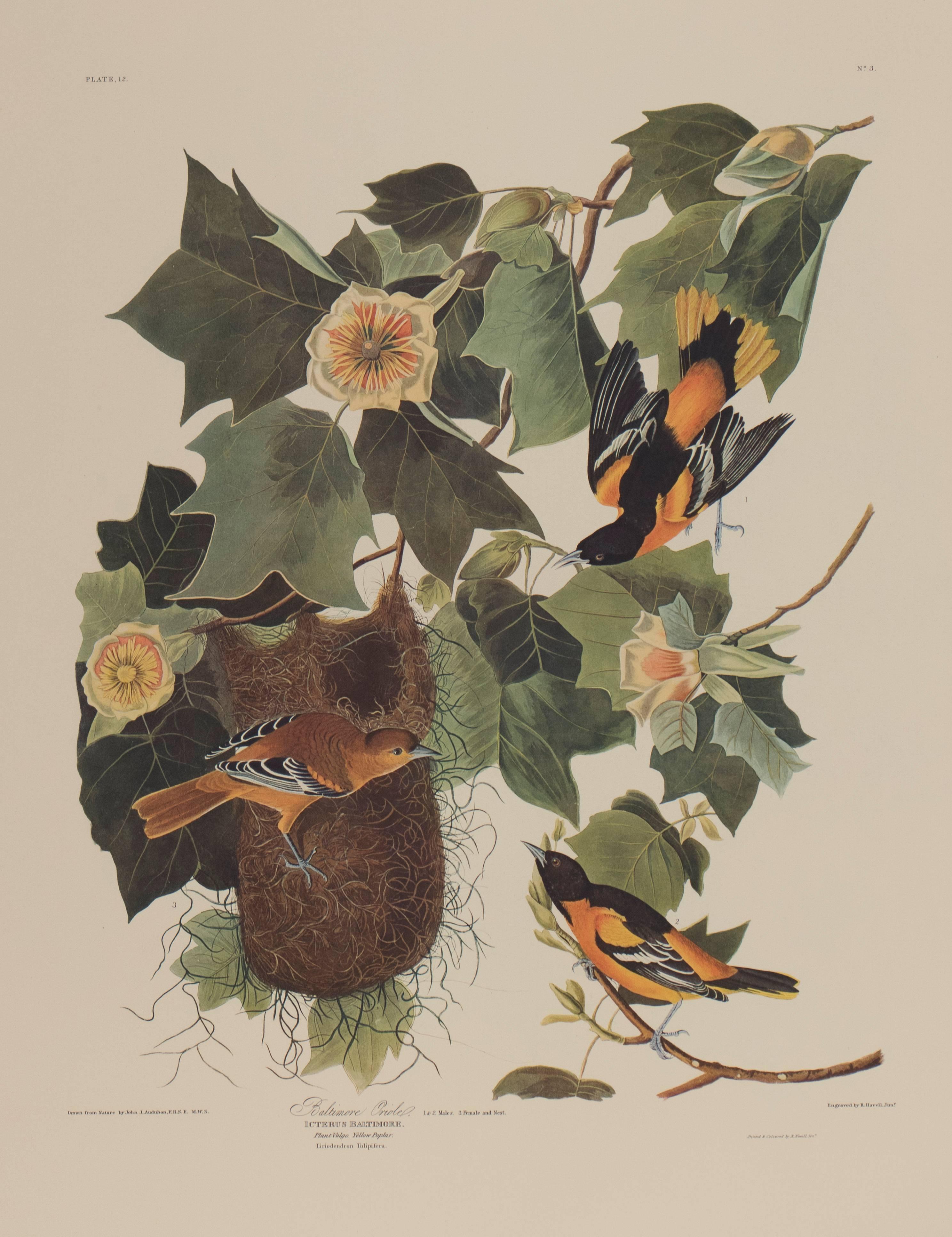 John James Audubon Animal Print - Baltimore Oriole by Audubon 