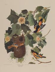 Vintage Baltimore Oriole by Audubon