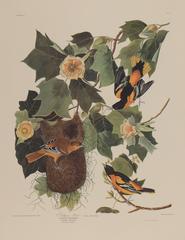 Vintage Baltimore Oriole by Audubon 