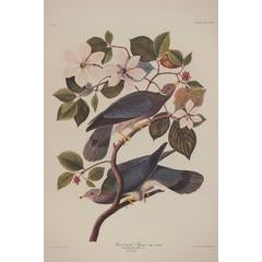 Banded-tailed Pigeon by Audubon 1