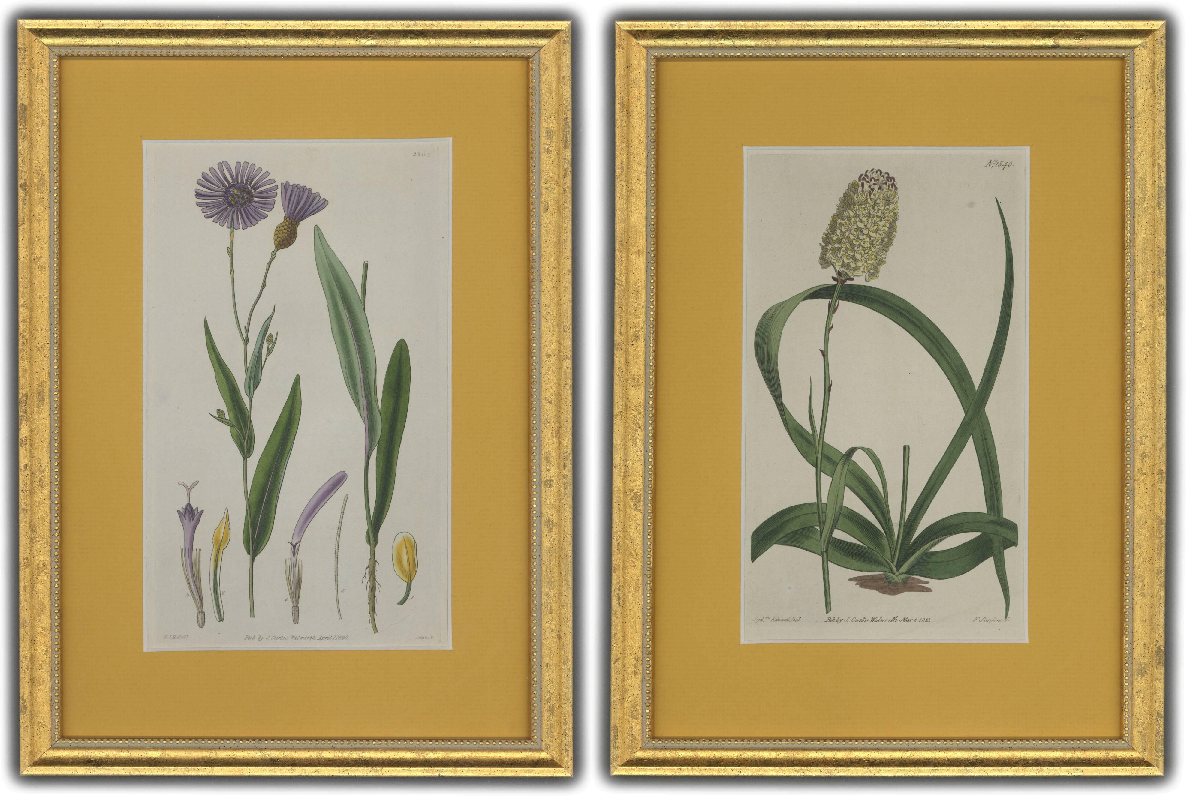 Sydenham Edwards Still-Life Print - Framed Purple and Yellow Curtis Flowers