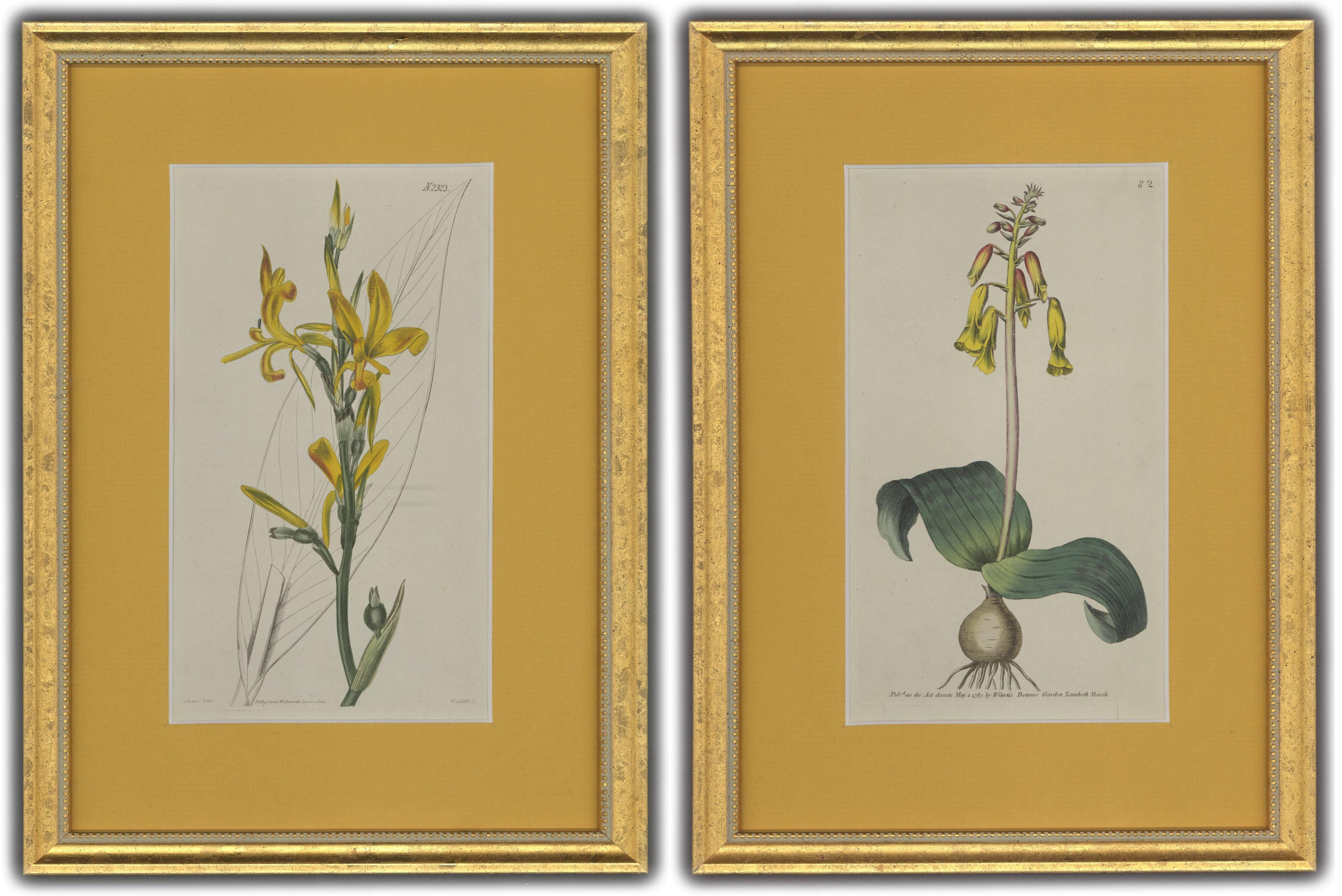 William Curtis Still-Life Print - Yellow Flower with Leaf Background and Yellow Flower with Bulb