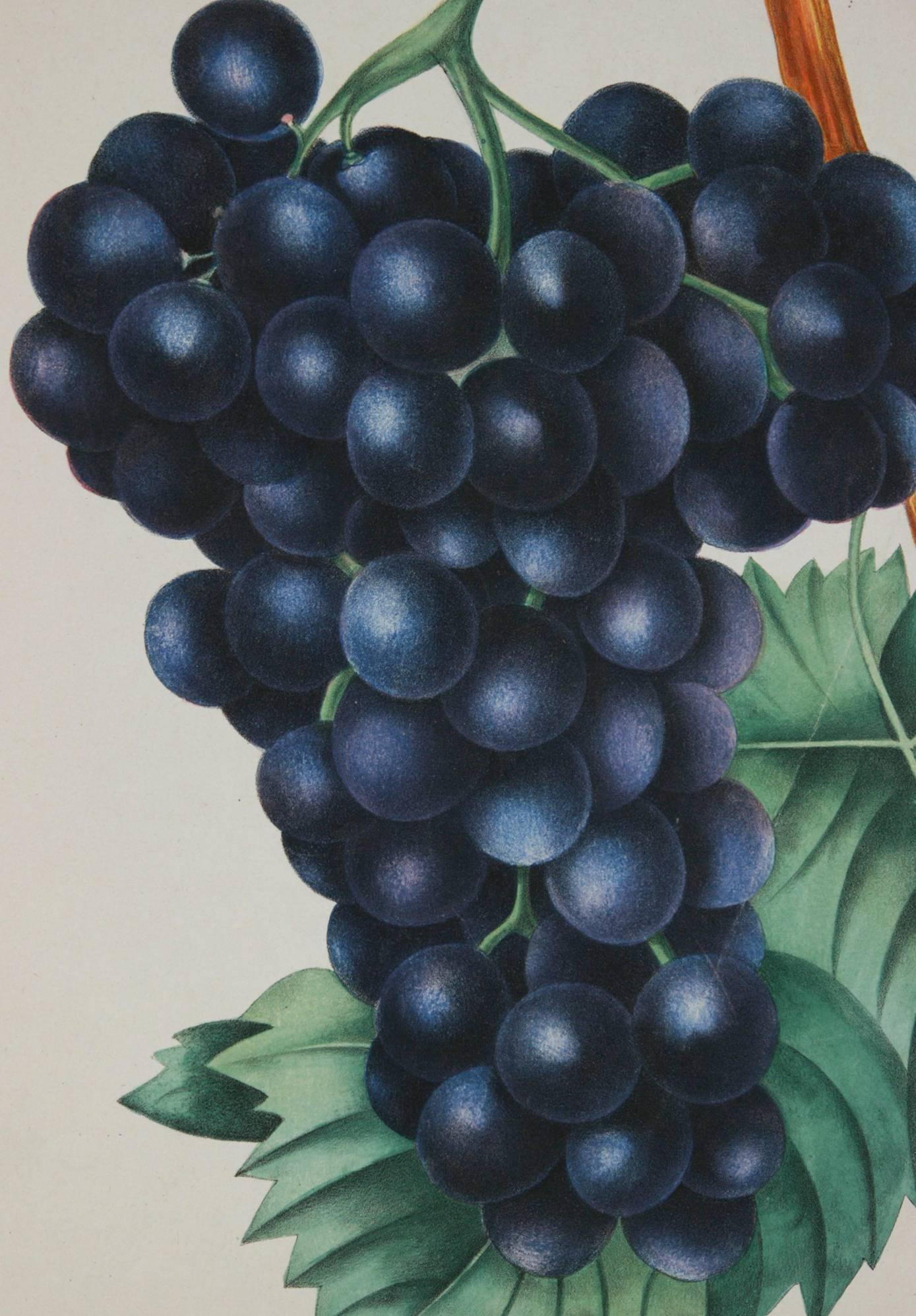 Frankenthal Grapes - Naturalistic Print by Unknown