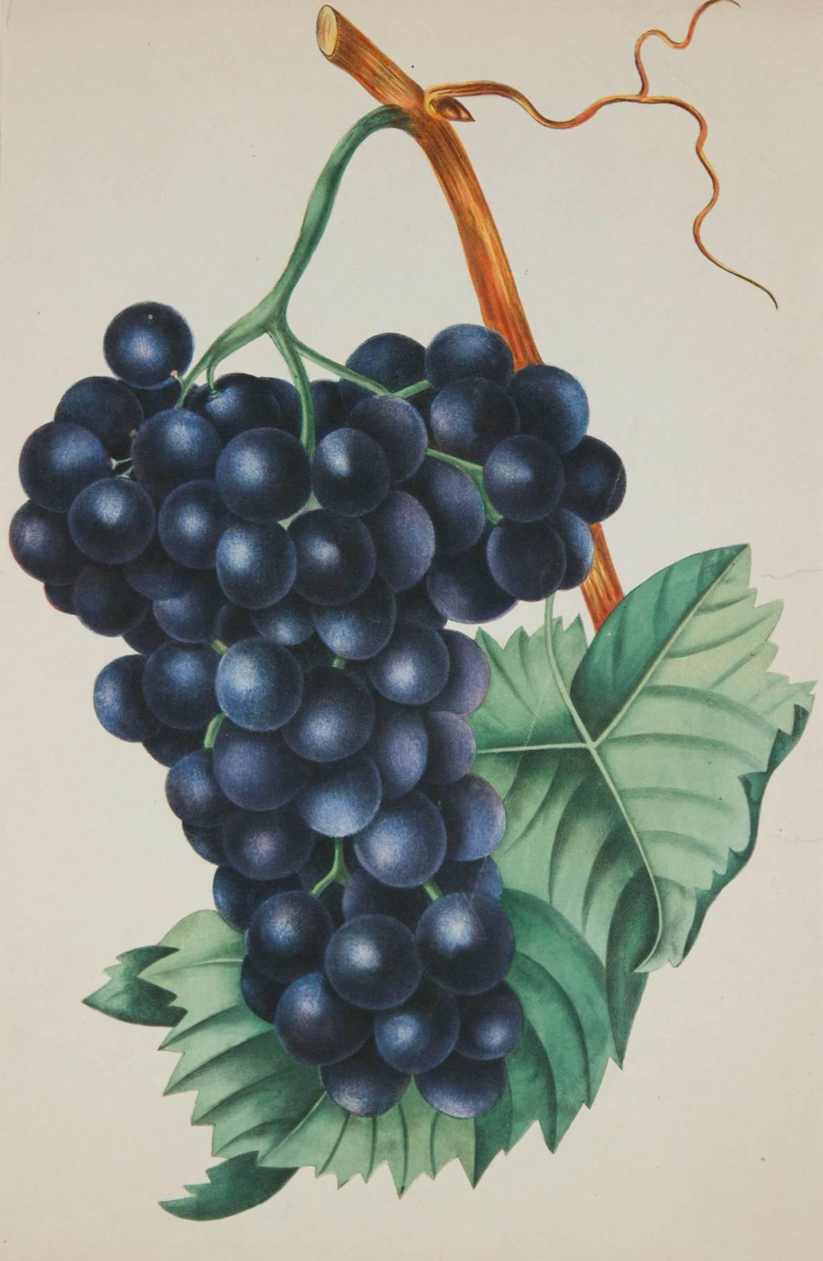 Frankenthal Grapes - Print by Unknown