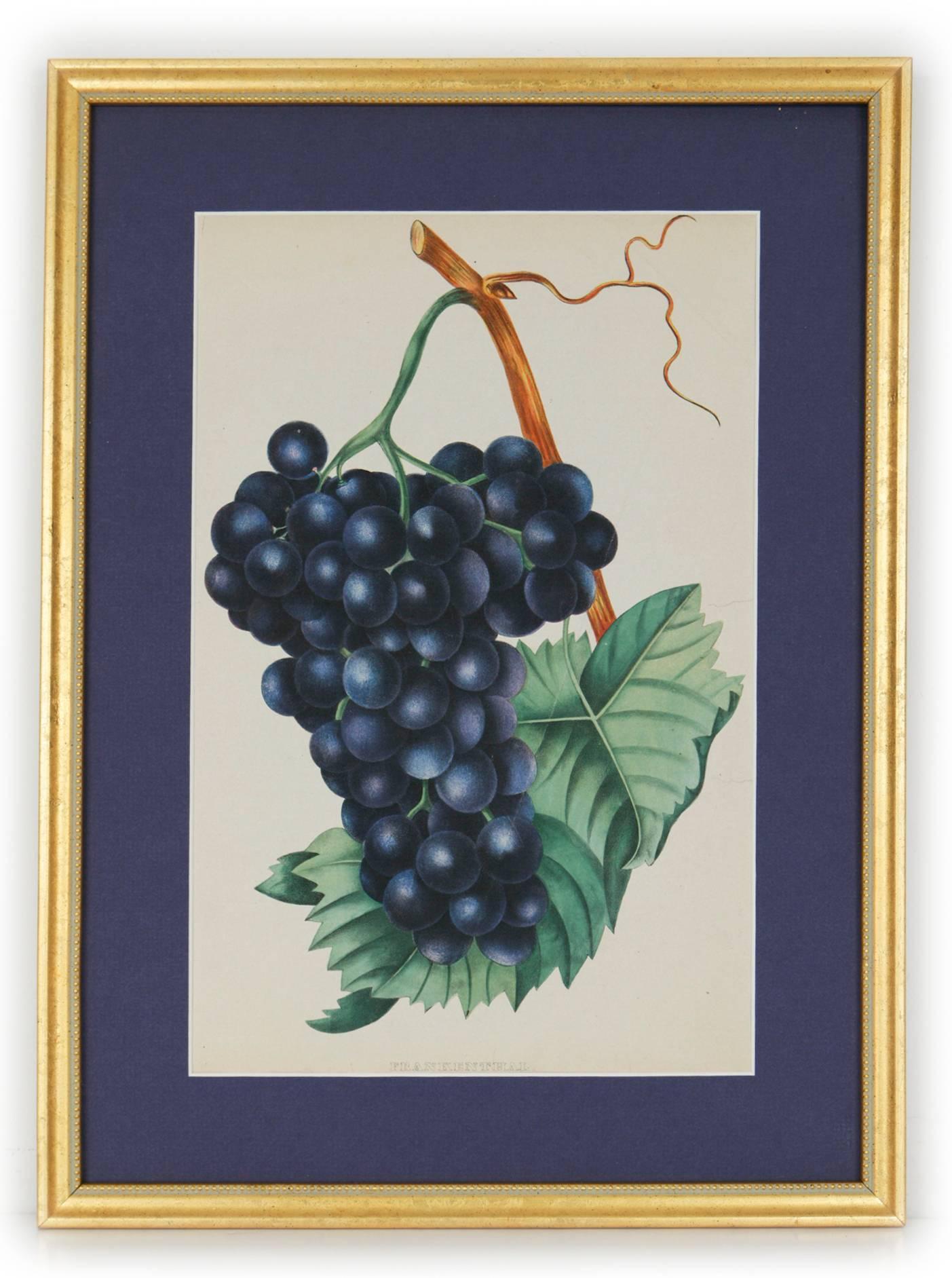 Unknown Still-Life Print - Frankenthal Grapes