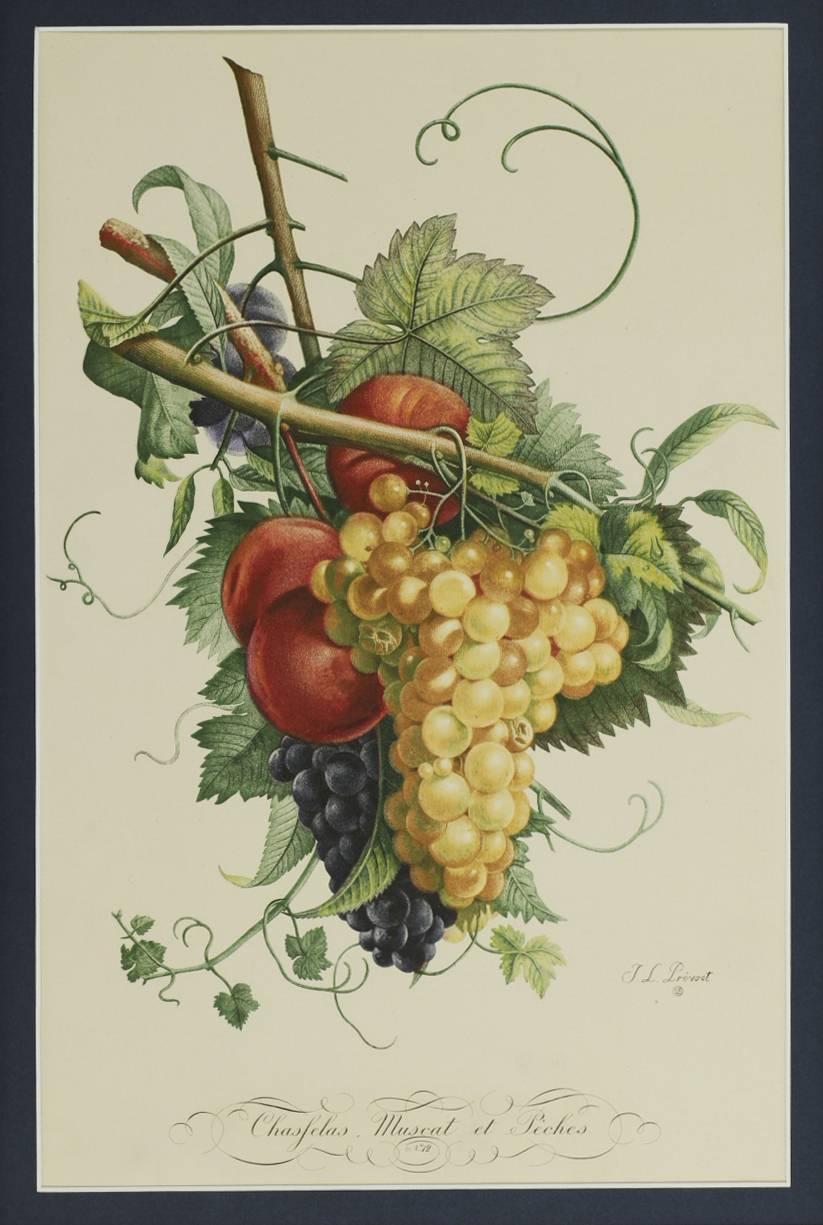 Chasfelas, Muscat et Peches No 12 (Grapes and Peaches) - Print by Jean Louis Prévost