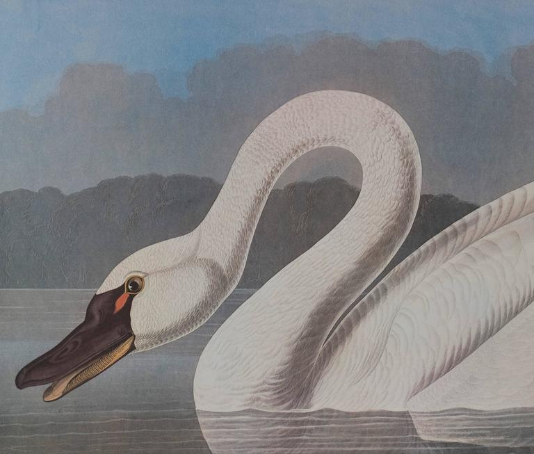 John James Audubon Common American Swan For Sale at 1stDibs