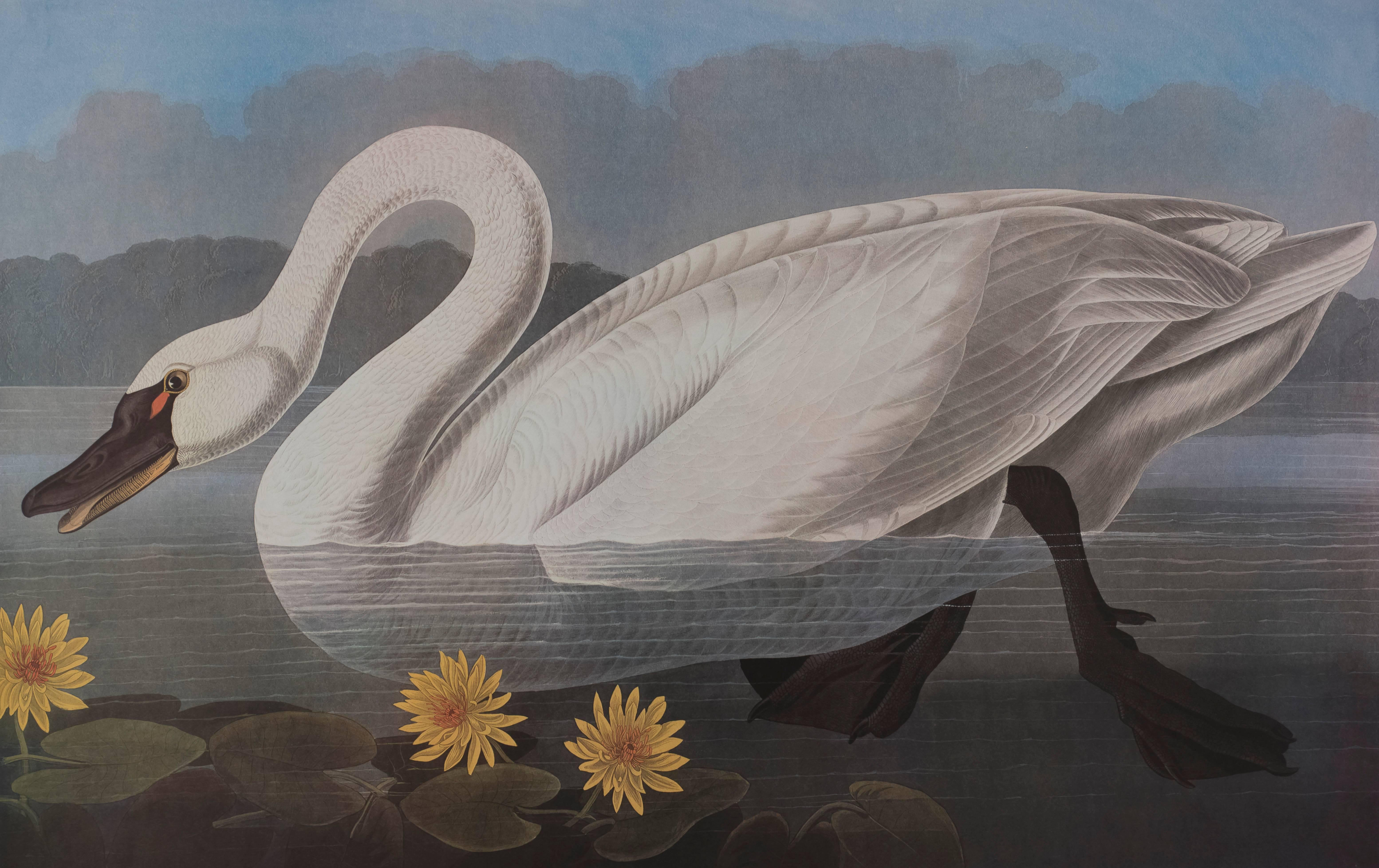 Common American Swan - Print by John James Audubon