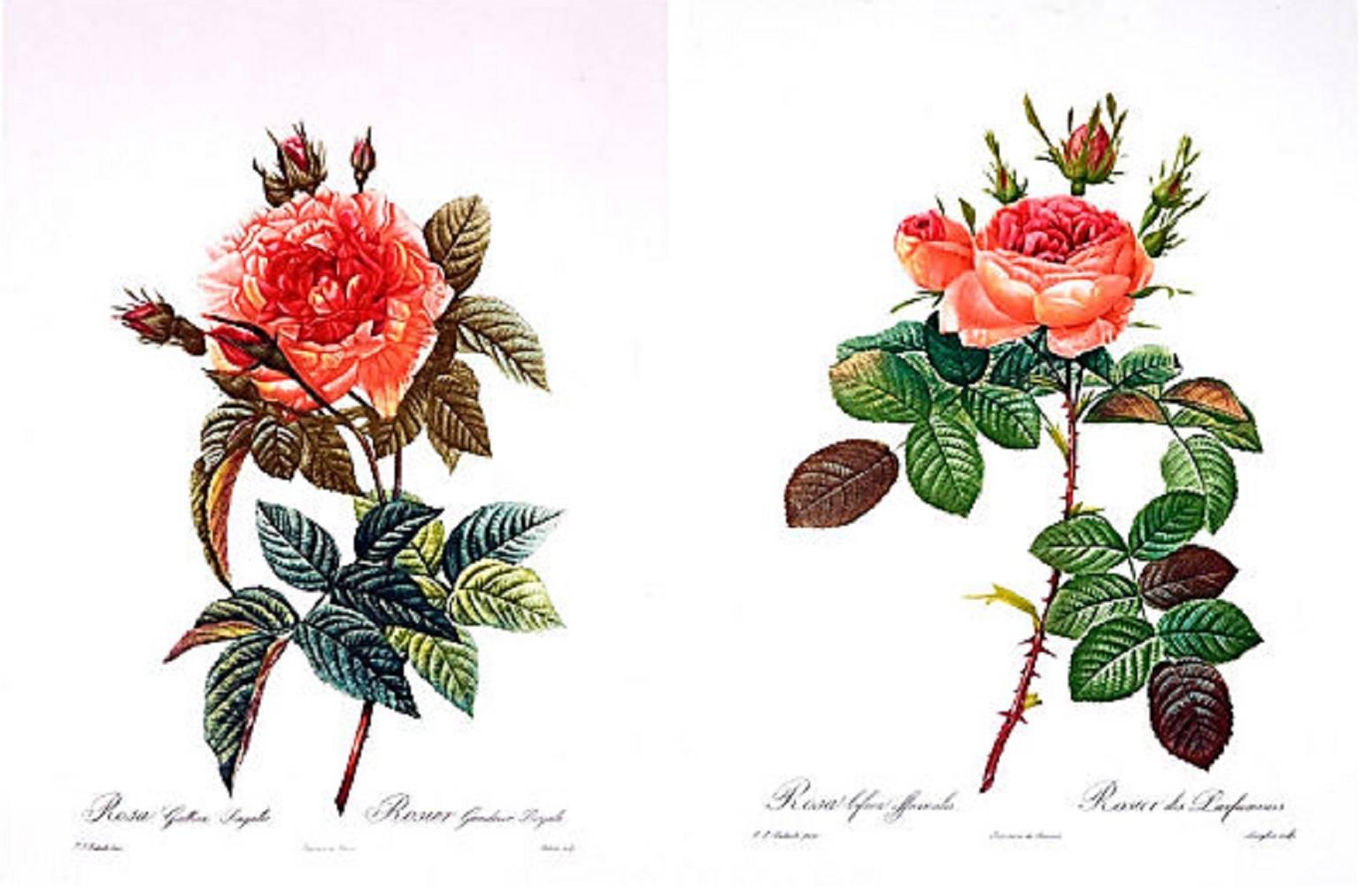 Pierre-Joseph Redouté Still-Life Print - Legendary Roses