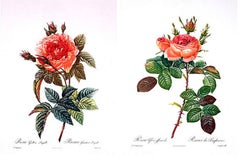 Vintage Legendary Roses