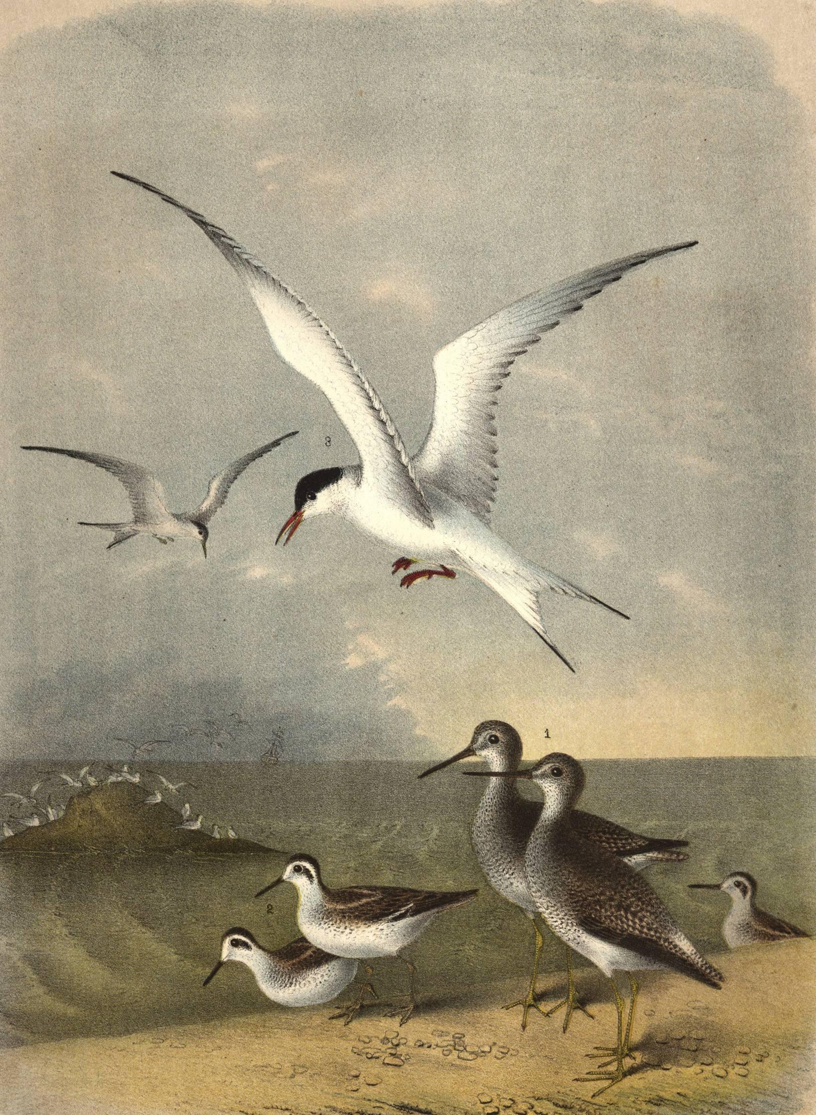 Yellow Shanked Snipe, Semi Palmated Sandpiper and Great Tern - Print by Jacob Henry Studer