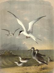 Yellow Shanked Snipe, Semi Palmated Sandpiper and Great Tern