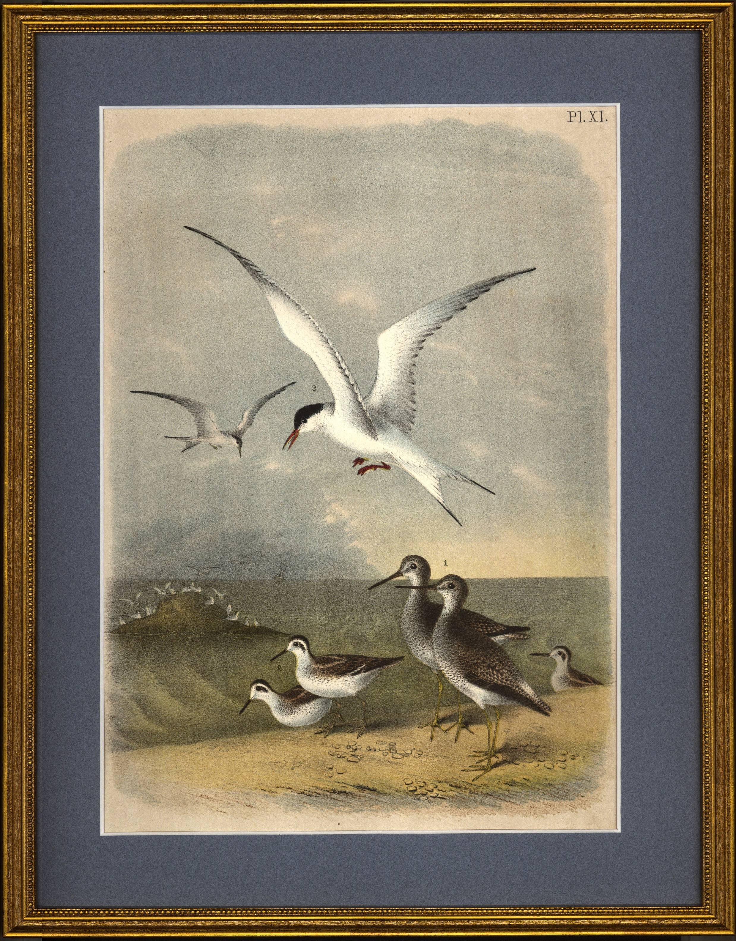Jacob Henry Studer Animal Print - Yellow Shanked Snipe, Semi Palmated Sandpiper and Great Tern