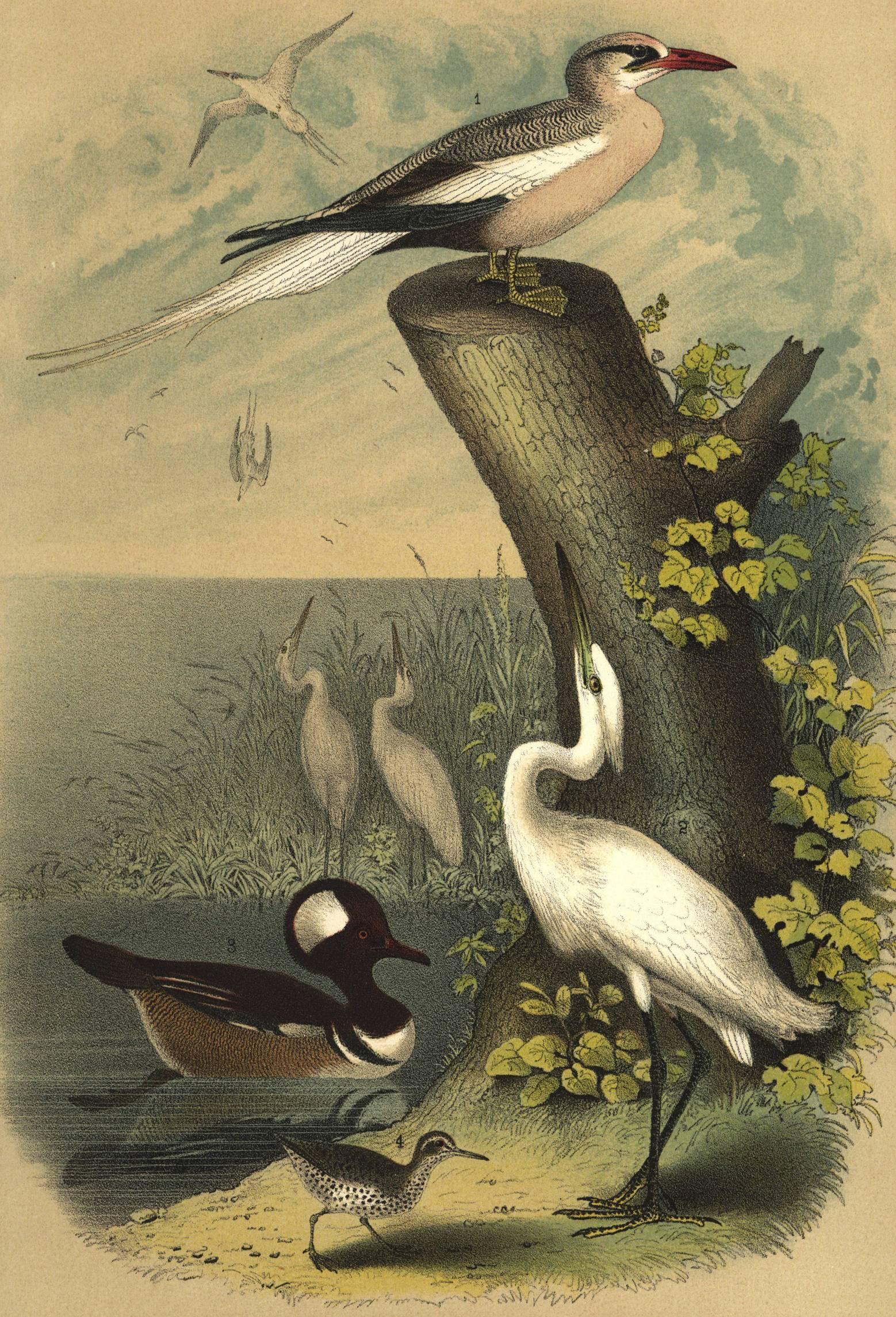 White Egret, Spotted Sandpiper, Field Sparrow... in Landscape Setting - Print by Jacob Henry Studer