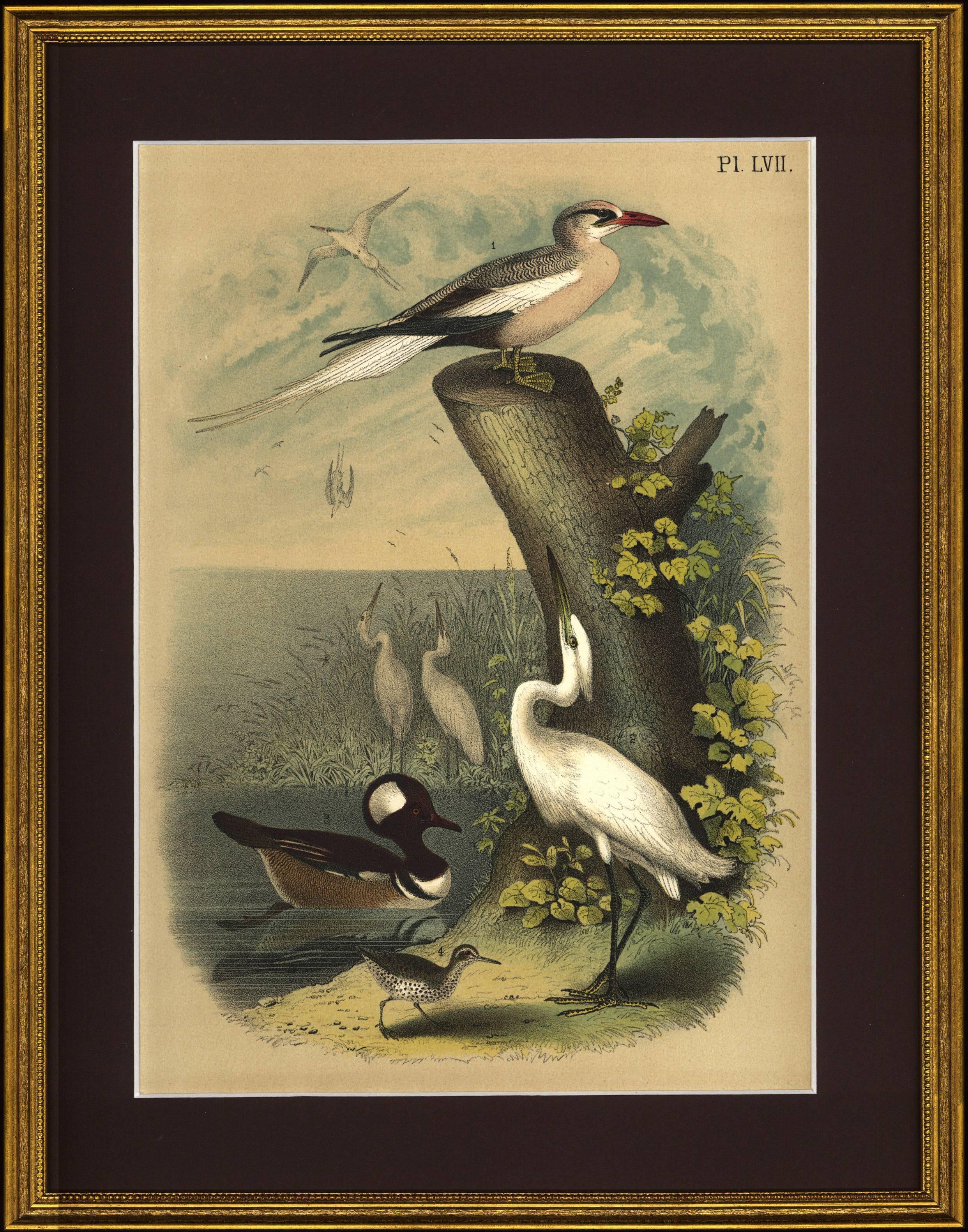 Jacob Henry Studer Animal Print - White Egret, Spotted Sandpiper, Field Sparrow... in Landscape Setting