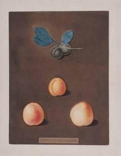 (Apricot) Black Apricot, Breda Apricot, Brussels Moore Park Apricot