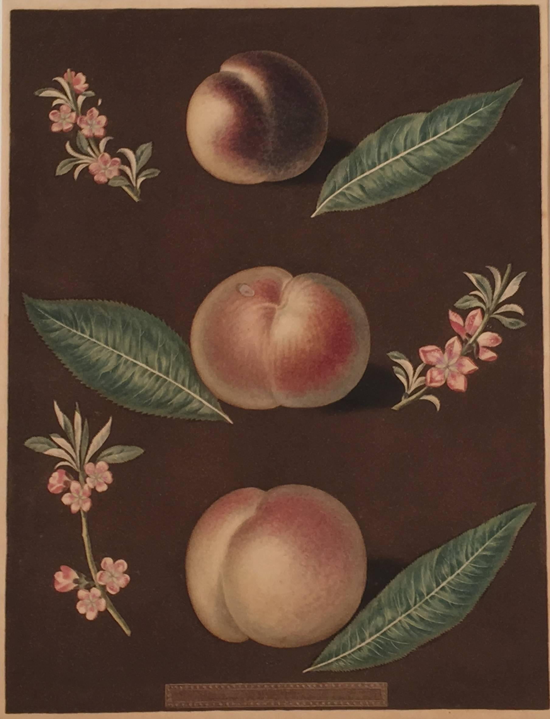 Peaches - Print by george brookshaw