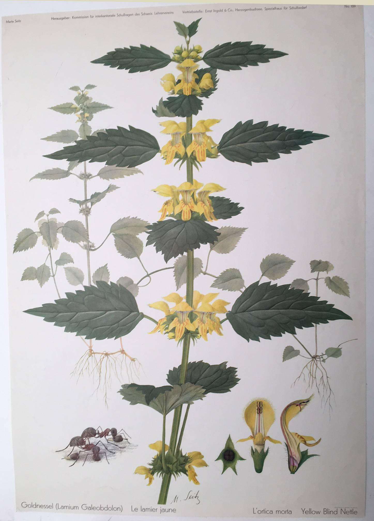 Goldnessel (Lamium Galeobdolon) Le lamier jaune - Print by Marta Seitz