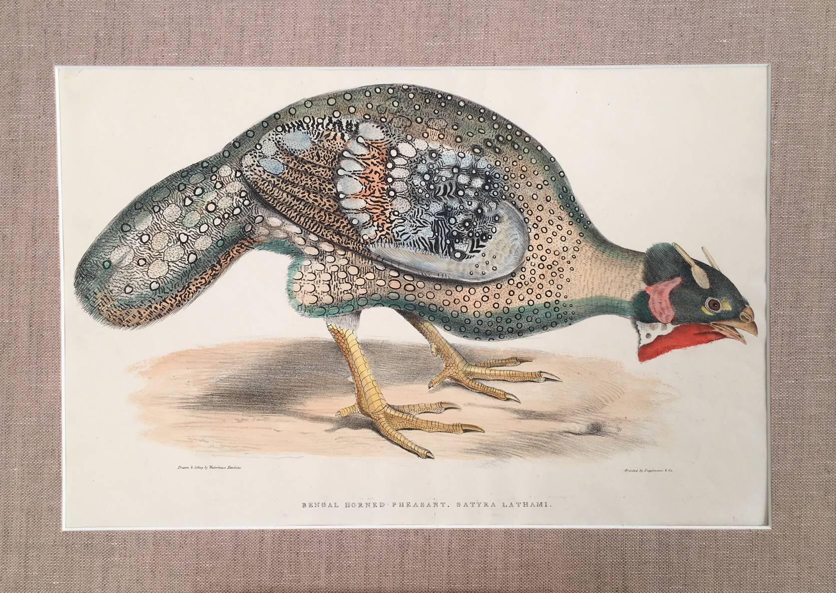 Bengel Horned Pheasant, Satira Lathami - Print by Benjamin Waterhouse Hawkins