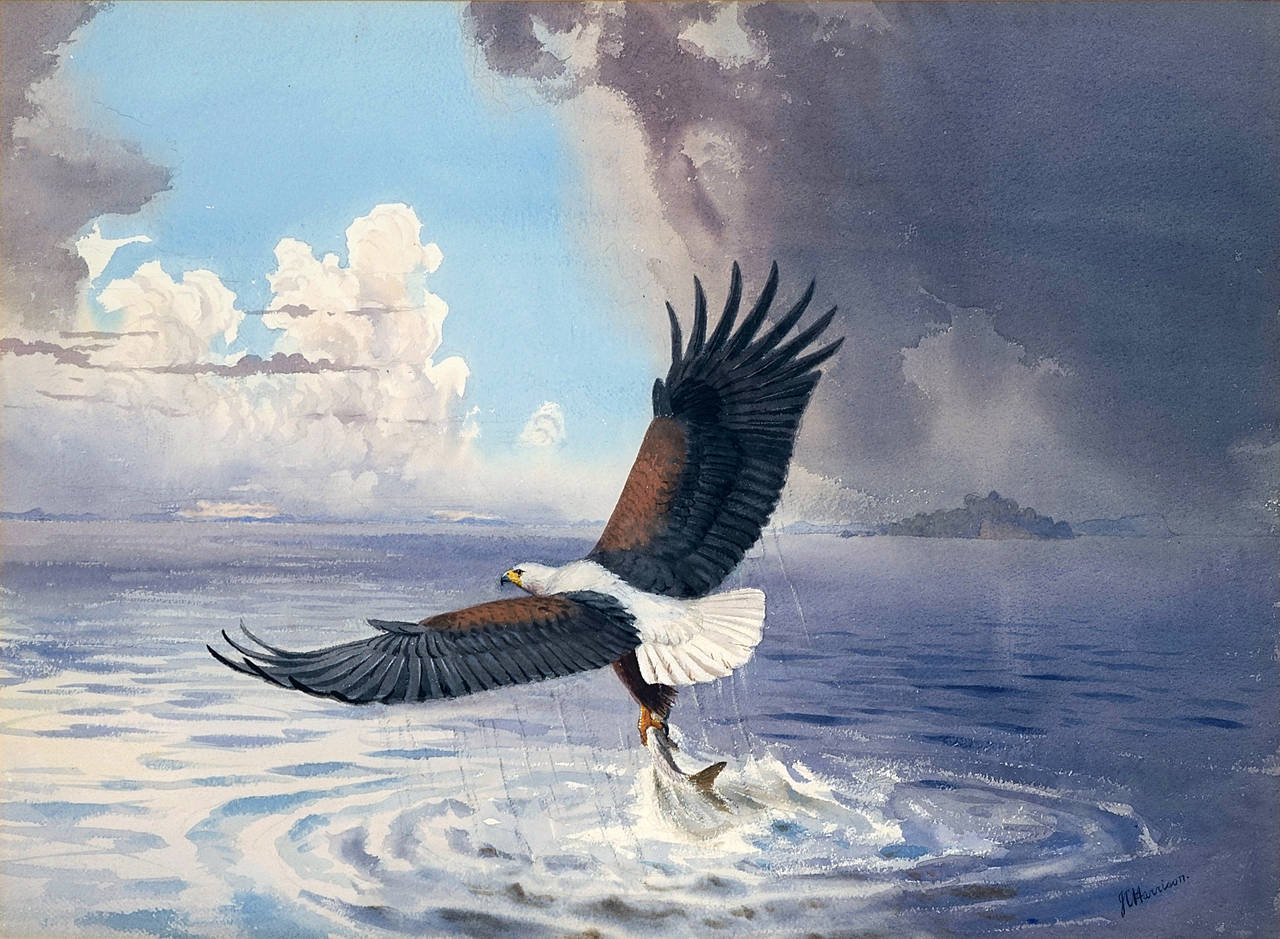 Eagle Fishing on Lake Malawi  - Painting by John Cyril Harrison
