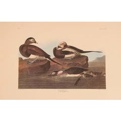 Long-tailed Duck 8
