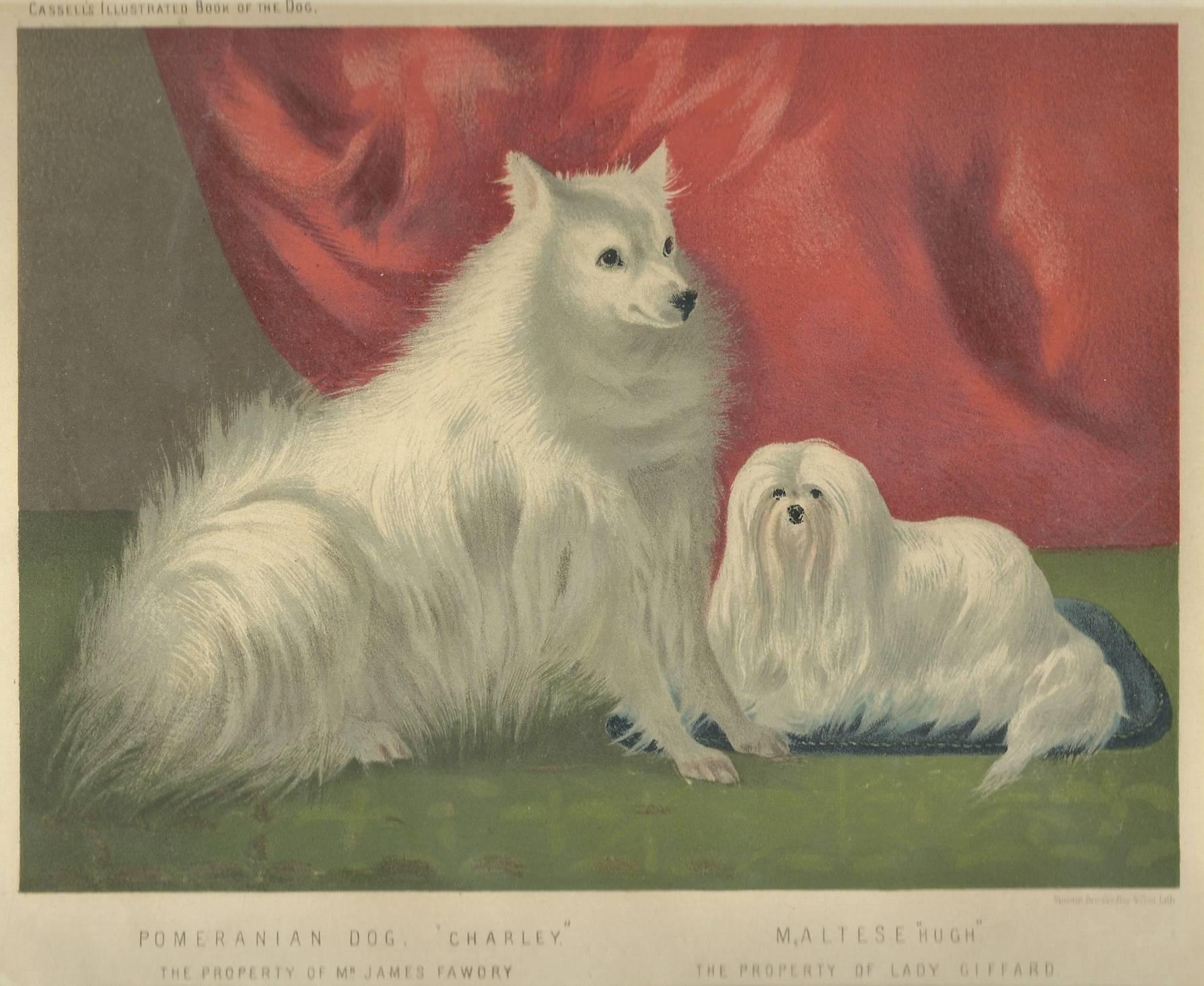Portrait of Charley the Pomeranian and Hugh the Maltese - Print by Vero Shaw