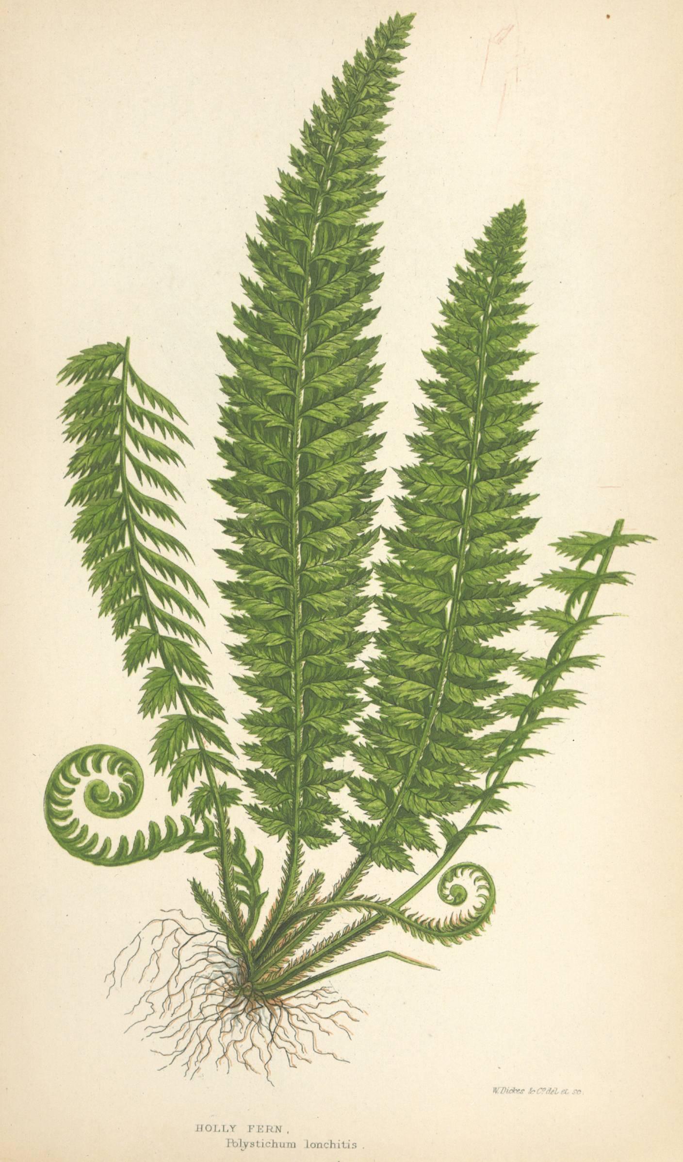 Mountain Fern (Lastrea oeropetris) and Holly Fern (Polystichum lonchitis) chromolithographs of from the classic botanical text "Our Native Ferns, or History of the British Species and Varieties" by E.J. Lowe, 1867. Framed with an
