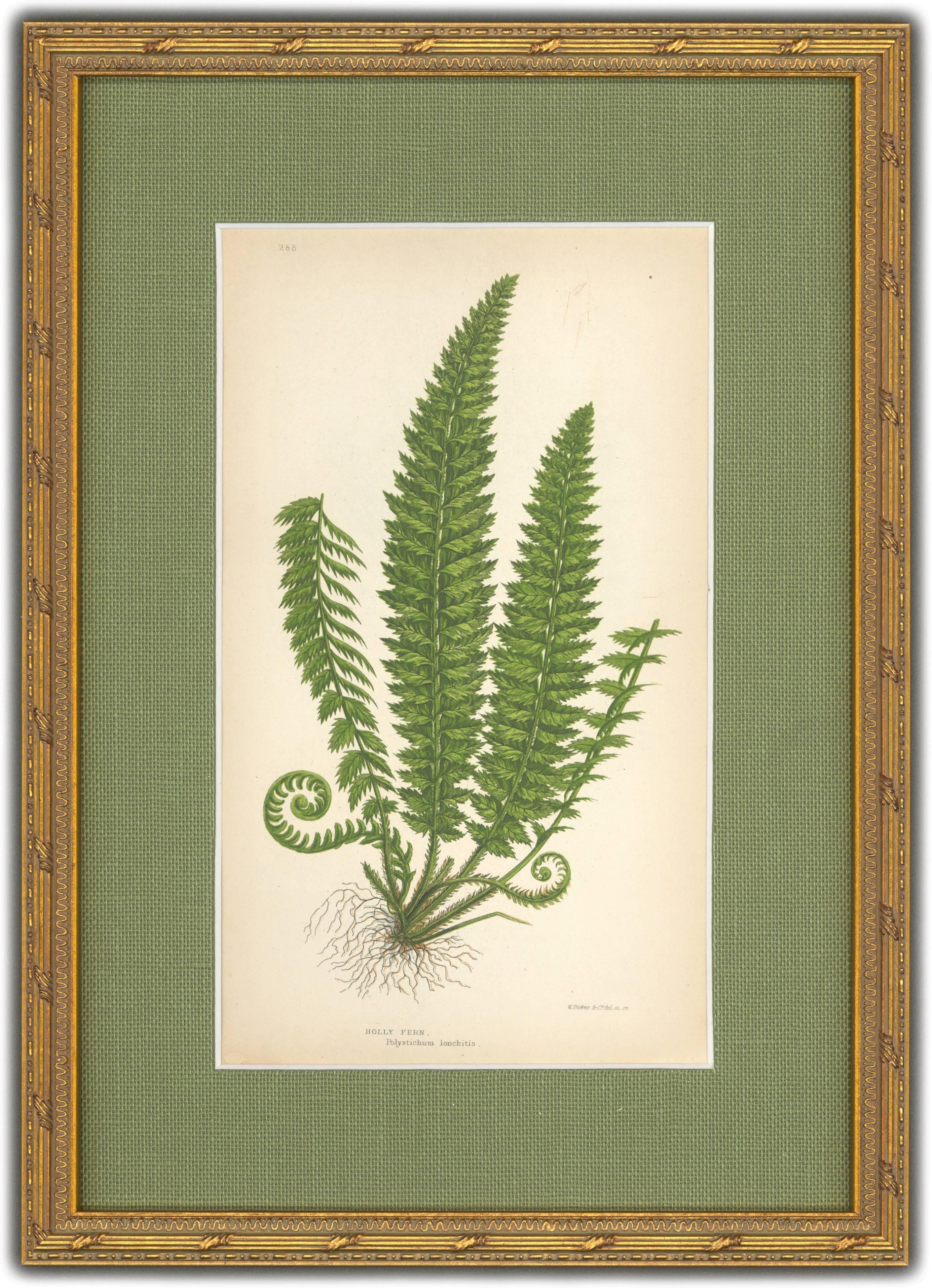 Mountain and Holly Fern - Brown Still-Life Print by Unknown