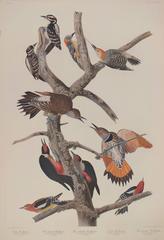 10 Woodpeckers by Audubon