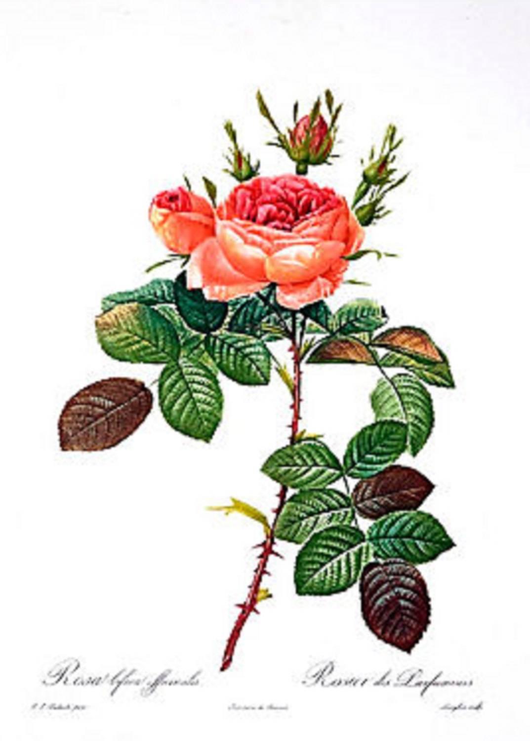Legendary Roses - Print by Pierre-Joseph Redouté
