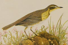 Prairie Titlark