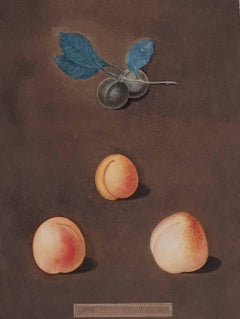 (Apricot) Black Apricot, Breda Apricot, Brussels Moore Park Apricot